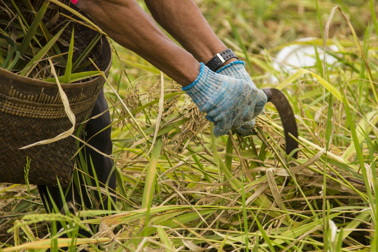 A hand harvests rice from a field. September 2021