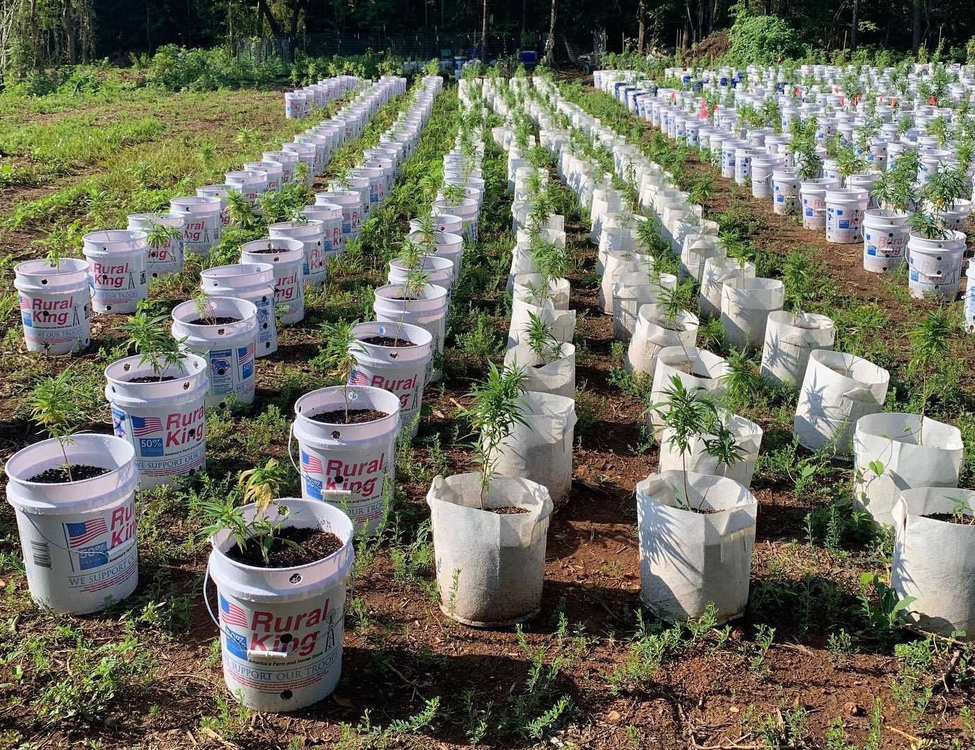 White buckets of hemp growing at King Origin Pharms in Toney, Alabama.