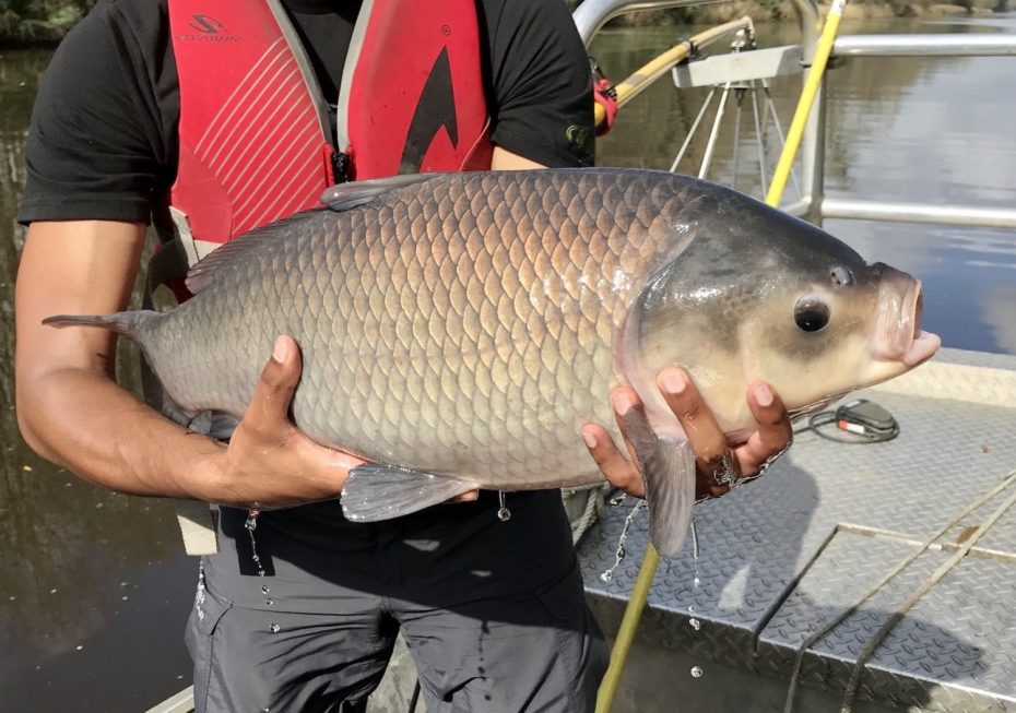 Buffed Fish Why do we value some fish more than others? It’s time to reconsider ...