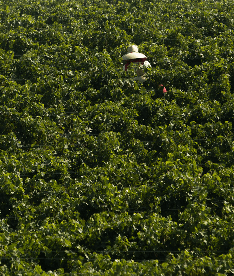 Workers harvest grapes at Boushey Vineyards in the Yakima Valley. October 2021