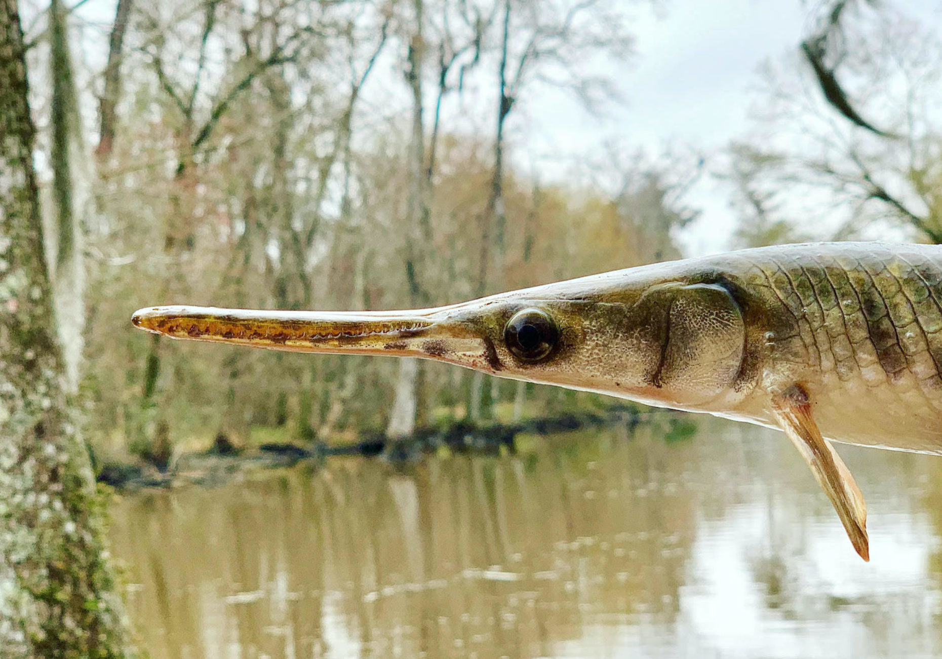 Why do we value some fish more than others? It’s time to reconsider ...
