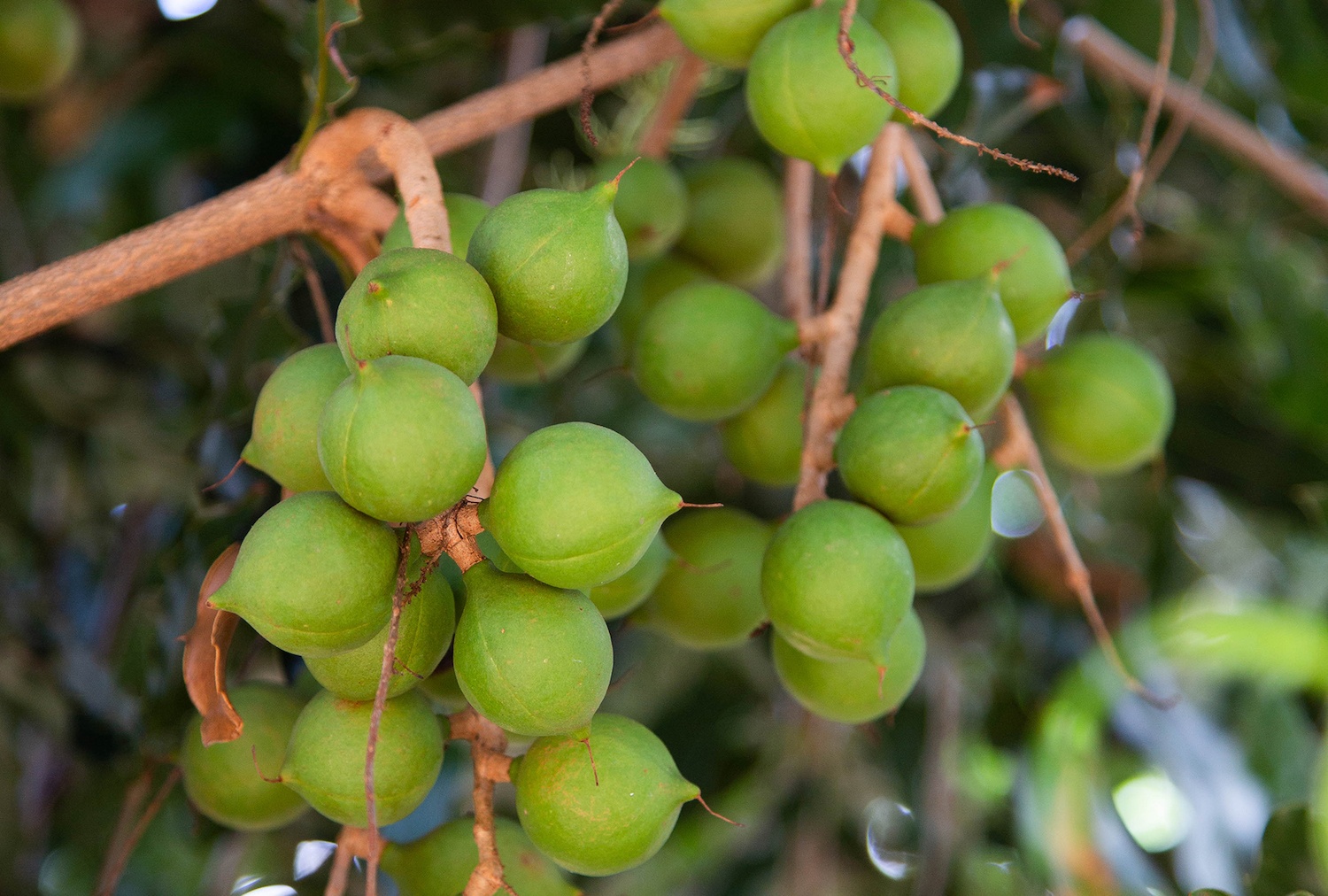 Tree crops like macadamia nuts can help reduce the amount of carbon in the atmosphere.