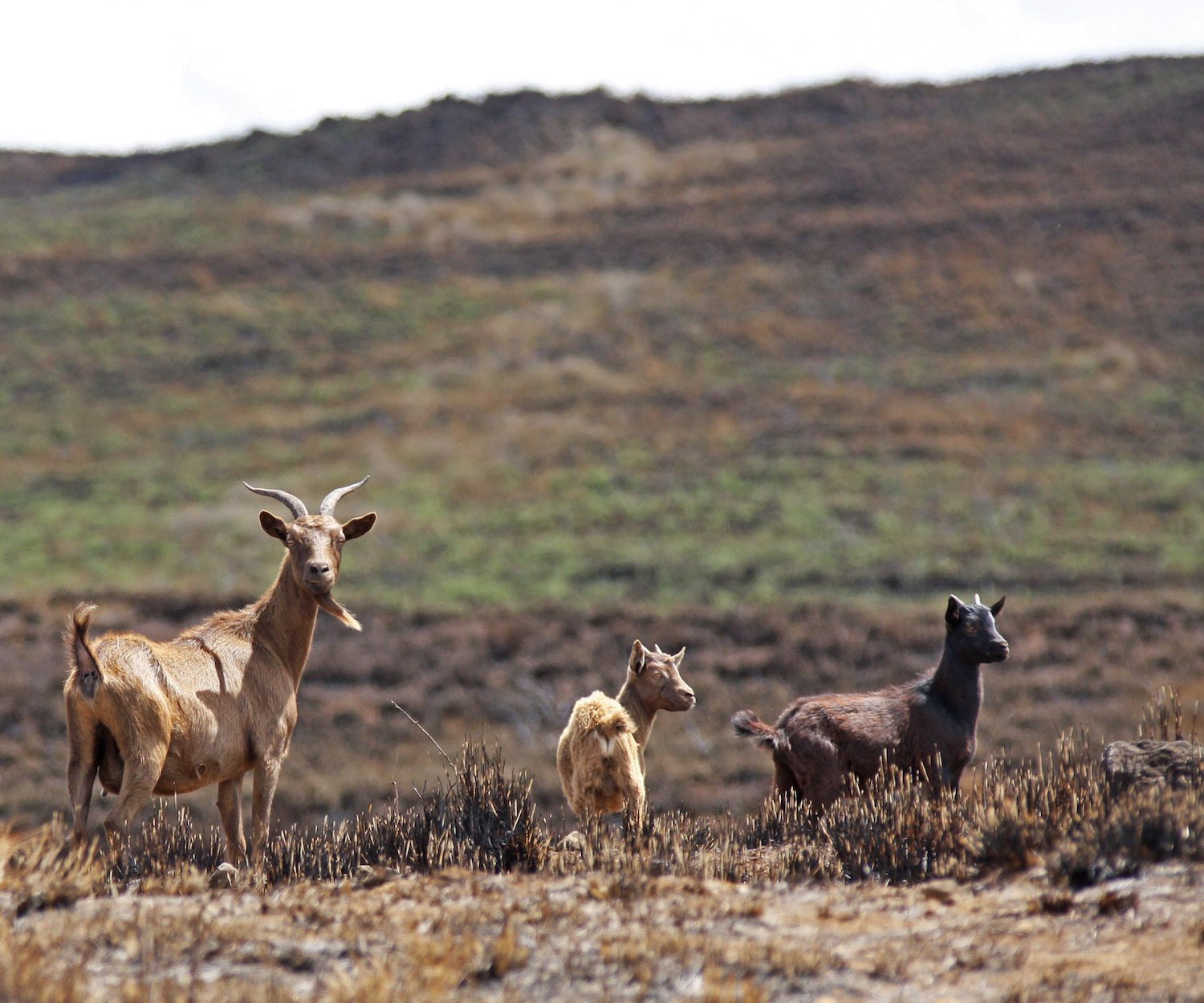 Wild goats forage for vegetation at a pasture scorched by the July 31th brush fire next to Waikoloa Villiage.