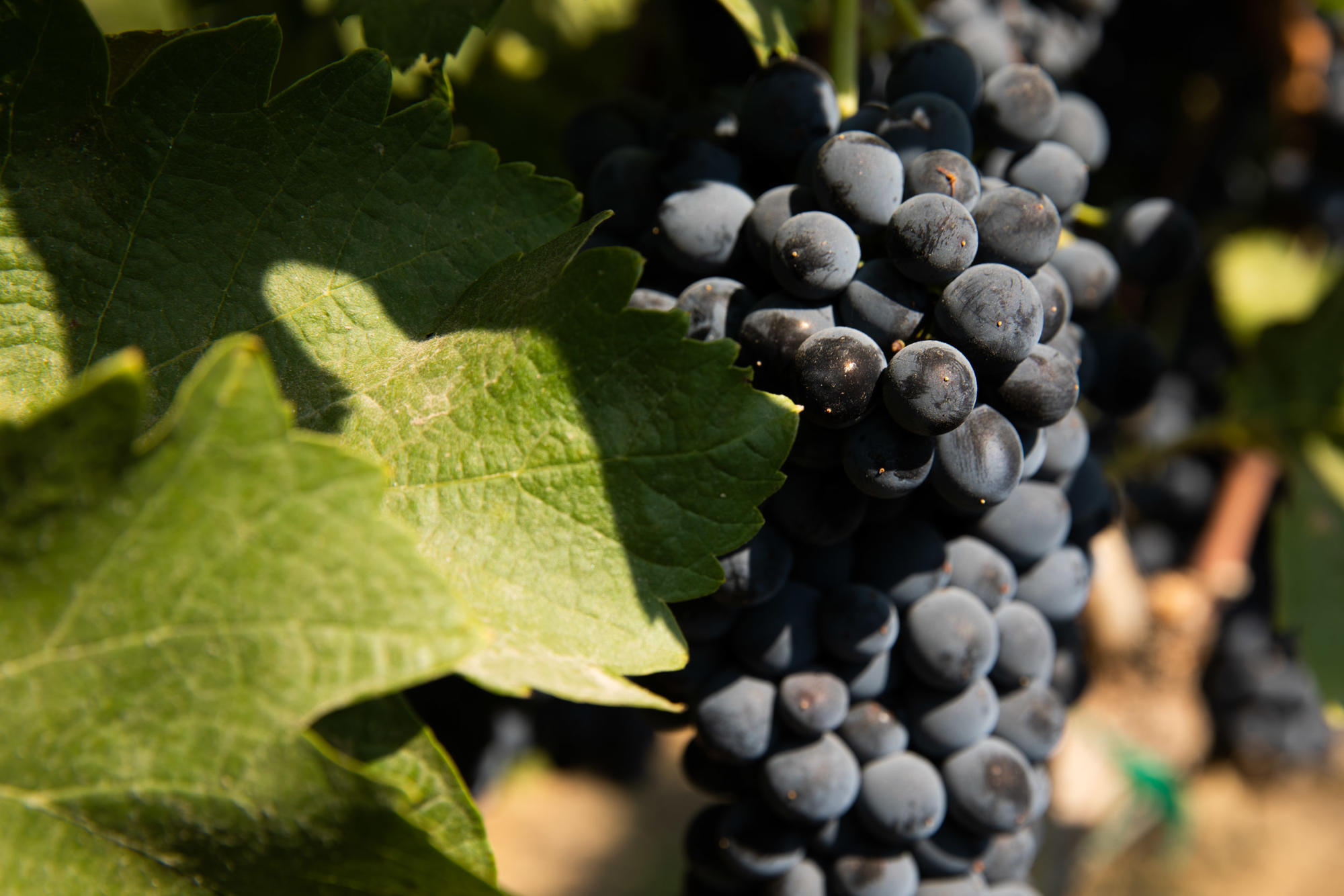 Grapes yet to be harvested at Boushey Vineyards in the Yakima Valley. October 2021