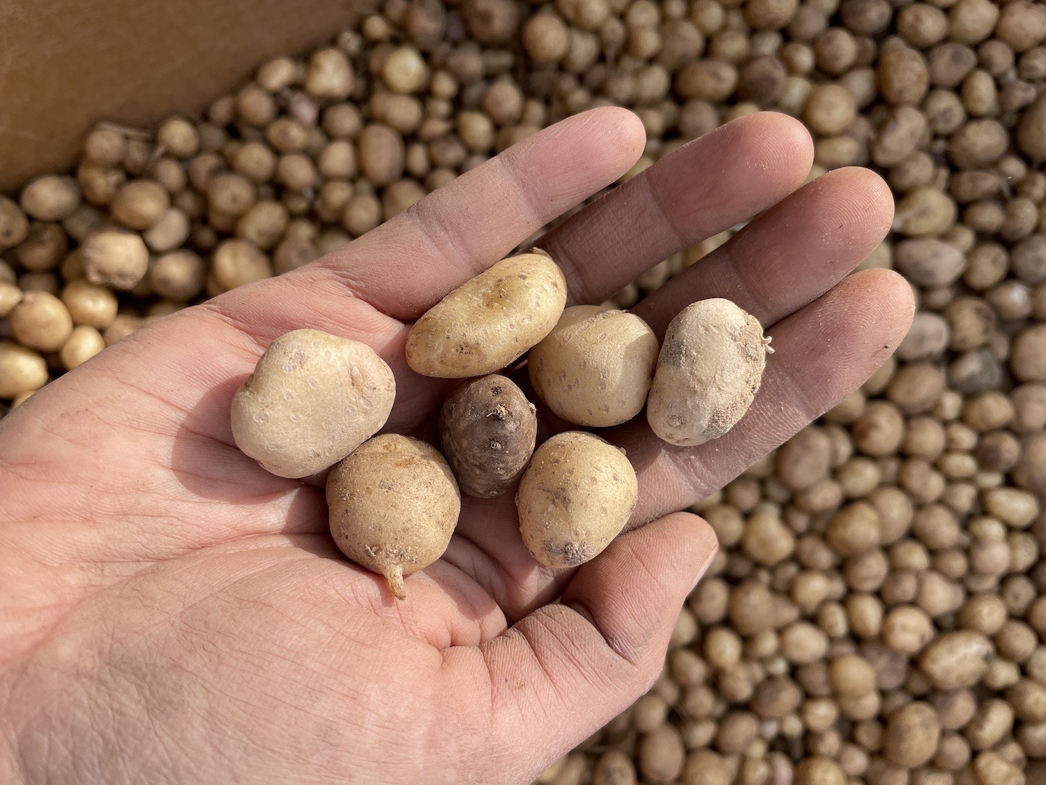 Cynthia Wilson holds a handful of Four Corners potatoes harvested from plants grown by a potato cultivation partner in Tséyi, Arizona.