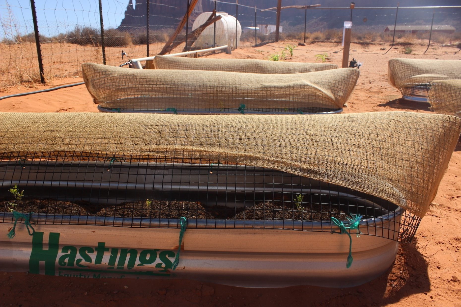 The ancient potato of the future The Counter