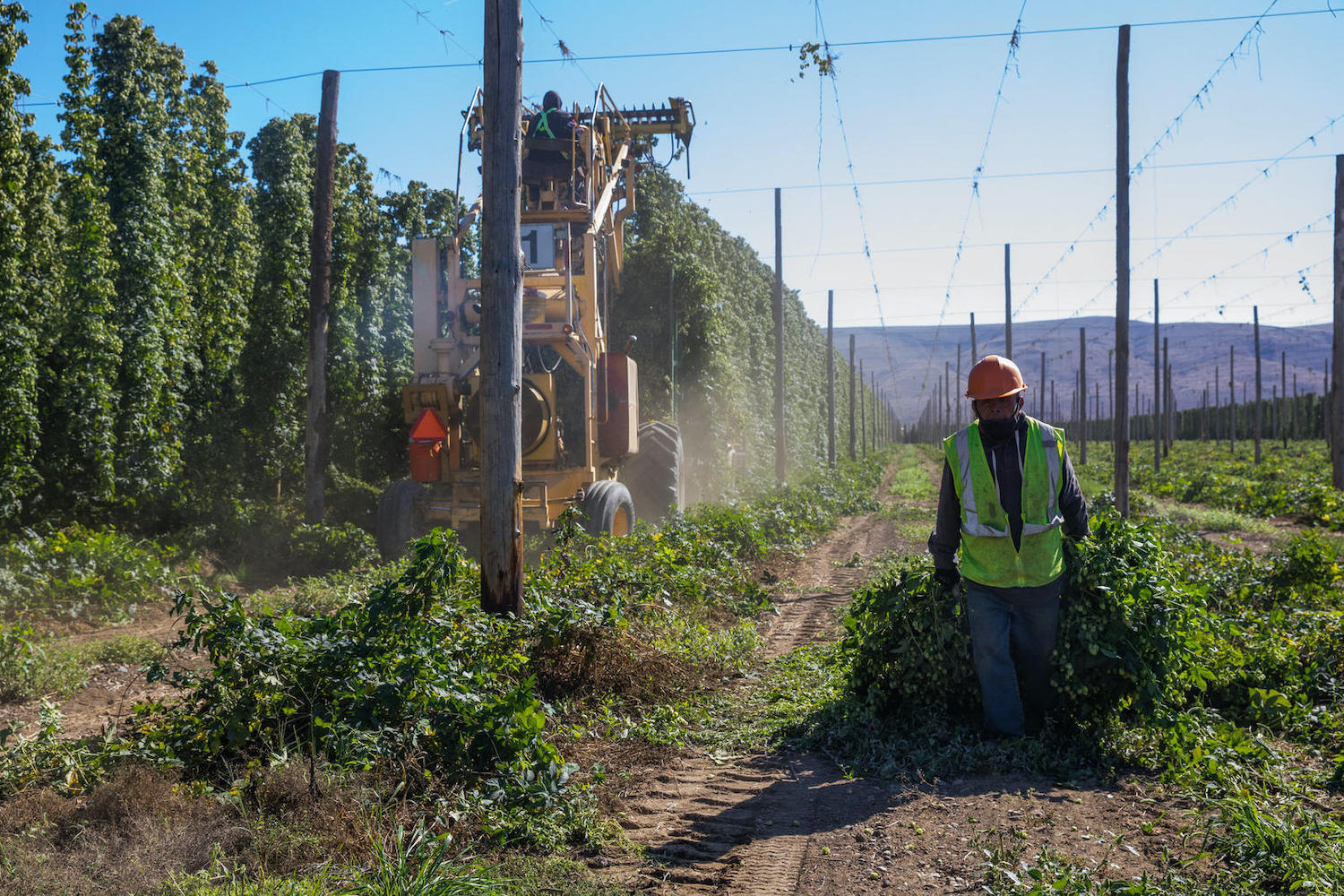 Antonio Dominguez harvests hops at Perrault Farms in Toppenish in Yakima County on Sept. 16, 2021. Dominguez has been with the farms for over 15 years. November 2021