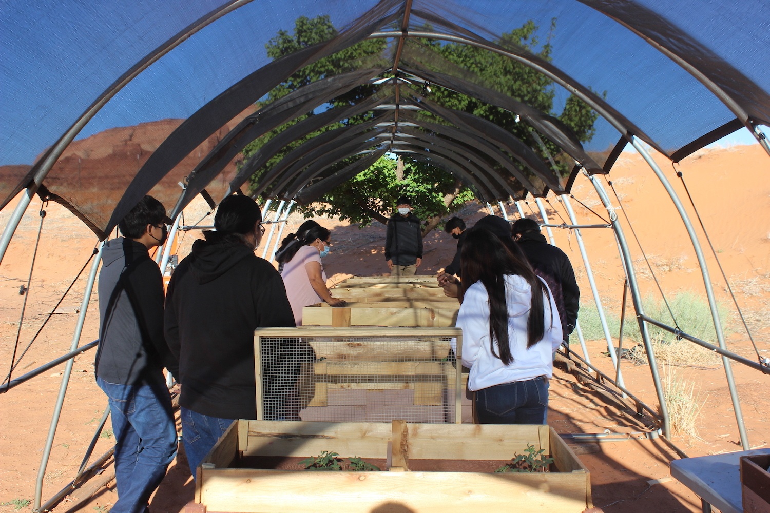Theresa James introduces her first-year biology class to the Four Corners potato at the Monument Valley High School in Oljato-Monument Valley on Navajo Nation. The students voted to grow any tubers produced by the plants in Bears Ears National Monument.