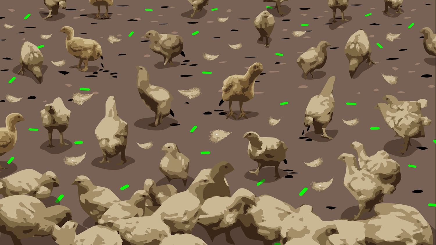 Illustration of crowded chickens eating soiled seed 110821.