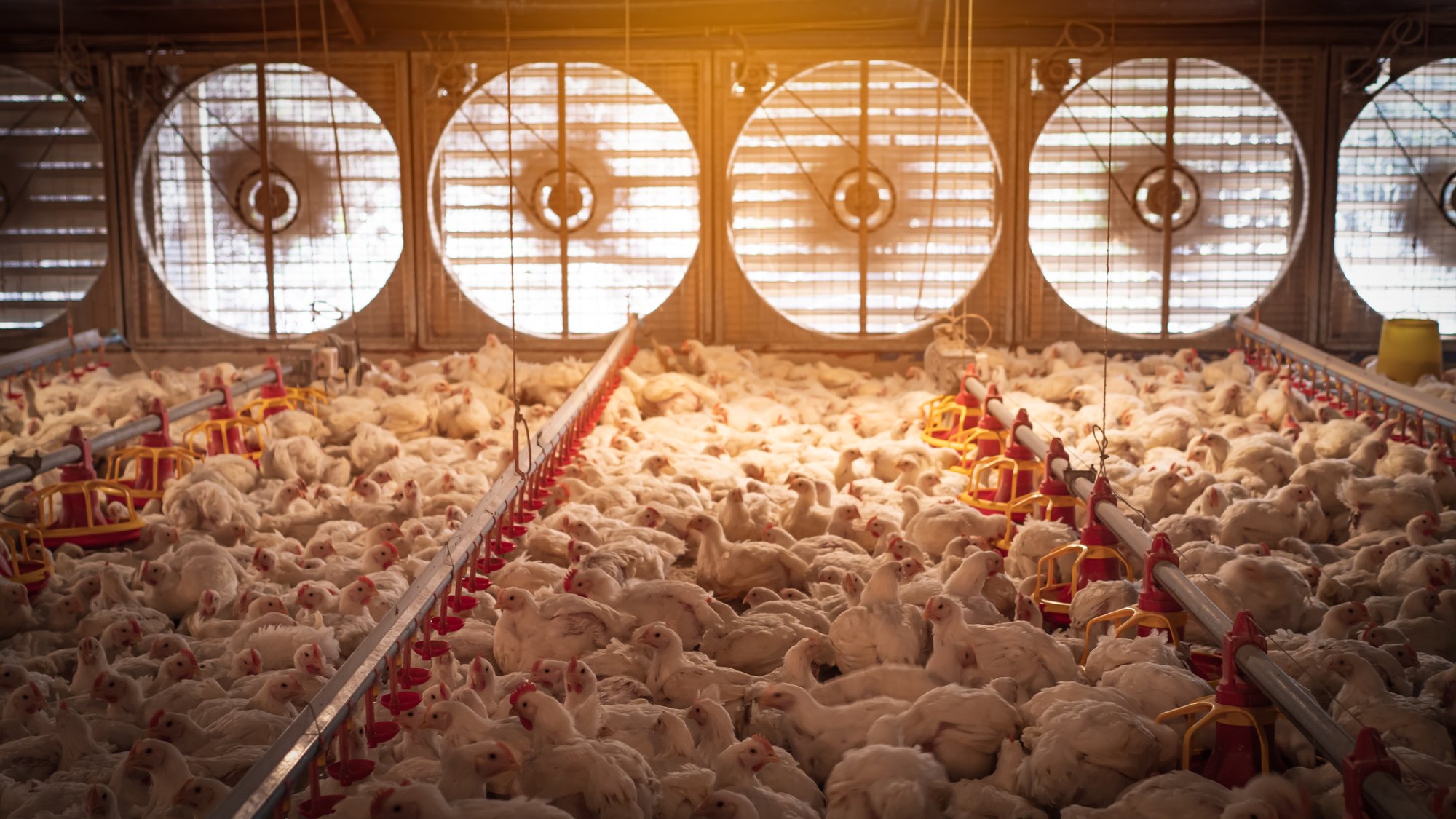 White chickens in smart farming business by auto feeding and air flow with yellow light 110221.