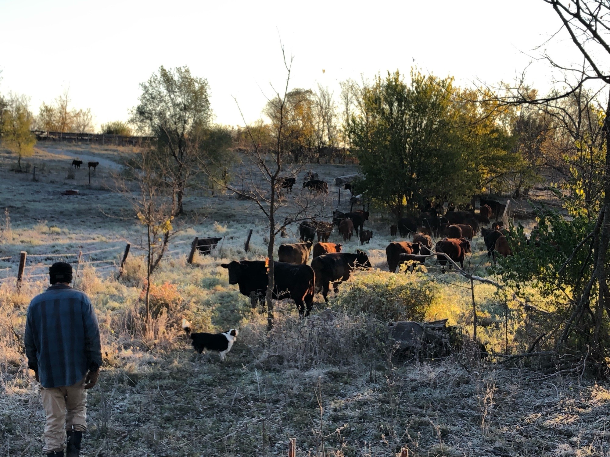 Cows graze in between trees and by a fence while a farmer and a dog watch. November 2021