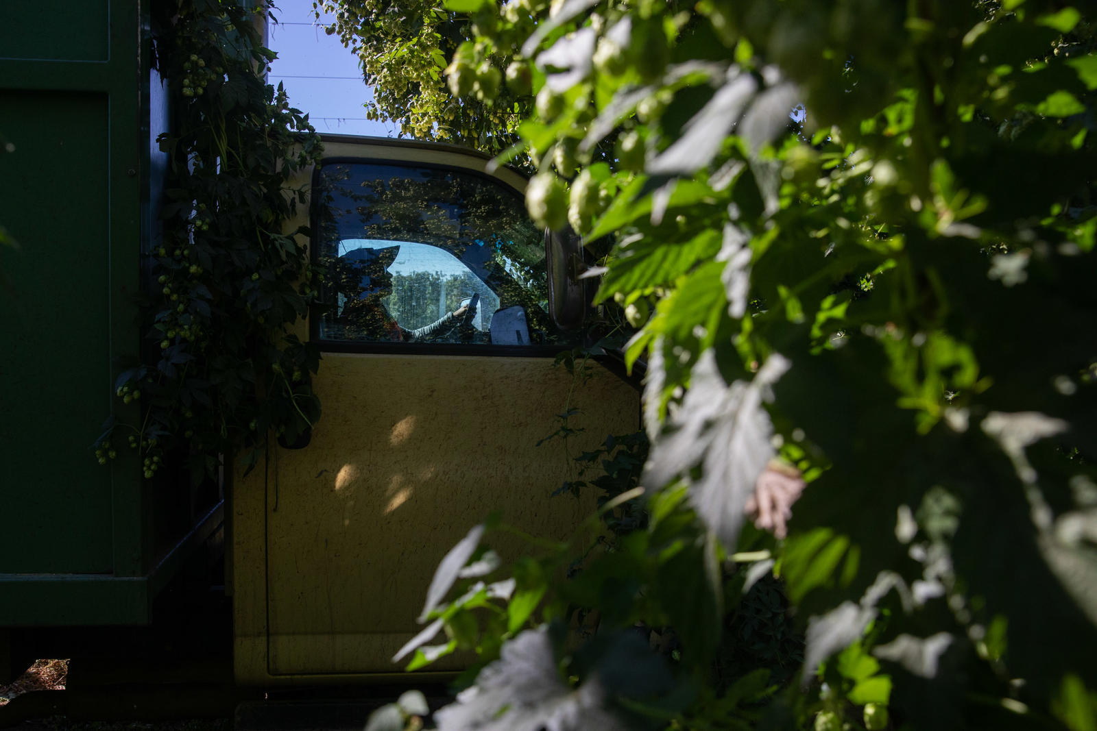 A worker in the hops field at Perrault Farms in Toppenish in Yakima County on Sept. 16, 2021. November 2021