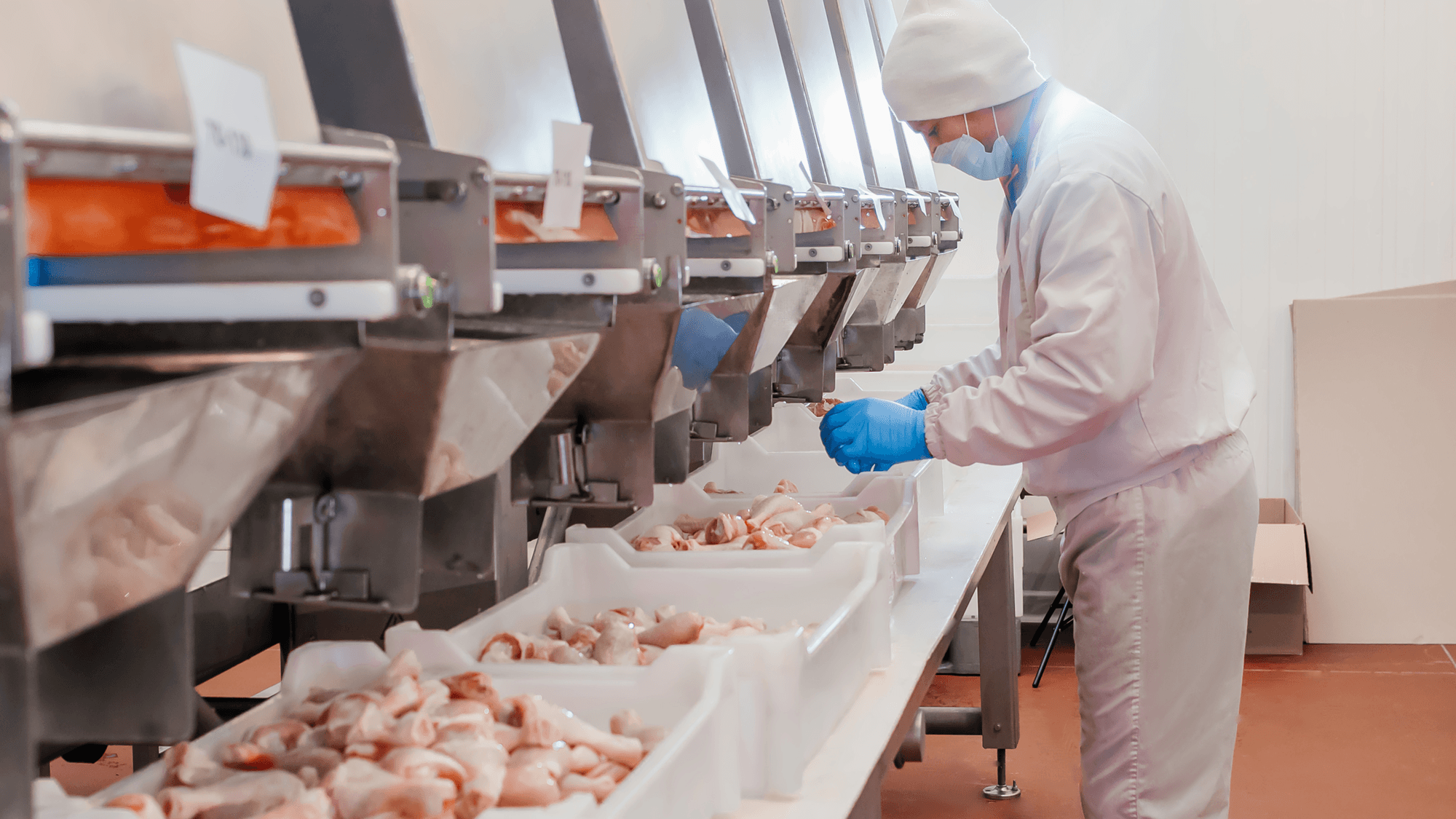 A man wearing white uniform and blue gloves sorts through line of chicken at a processing plant. November 2021