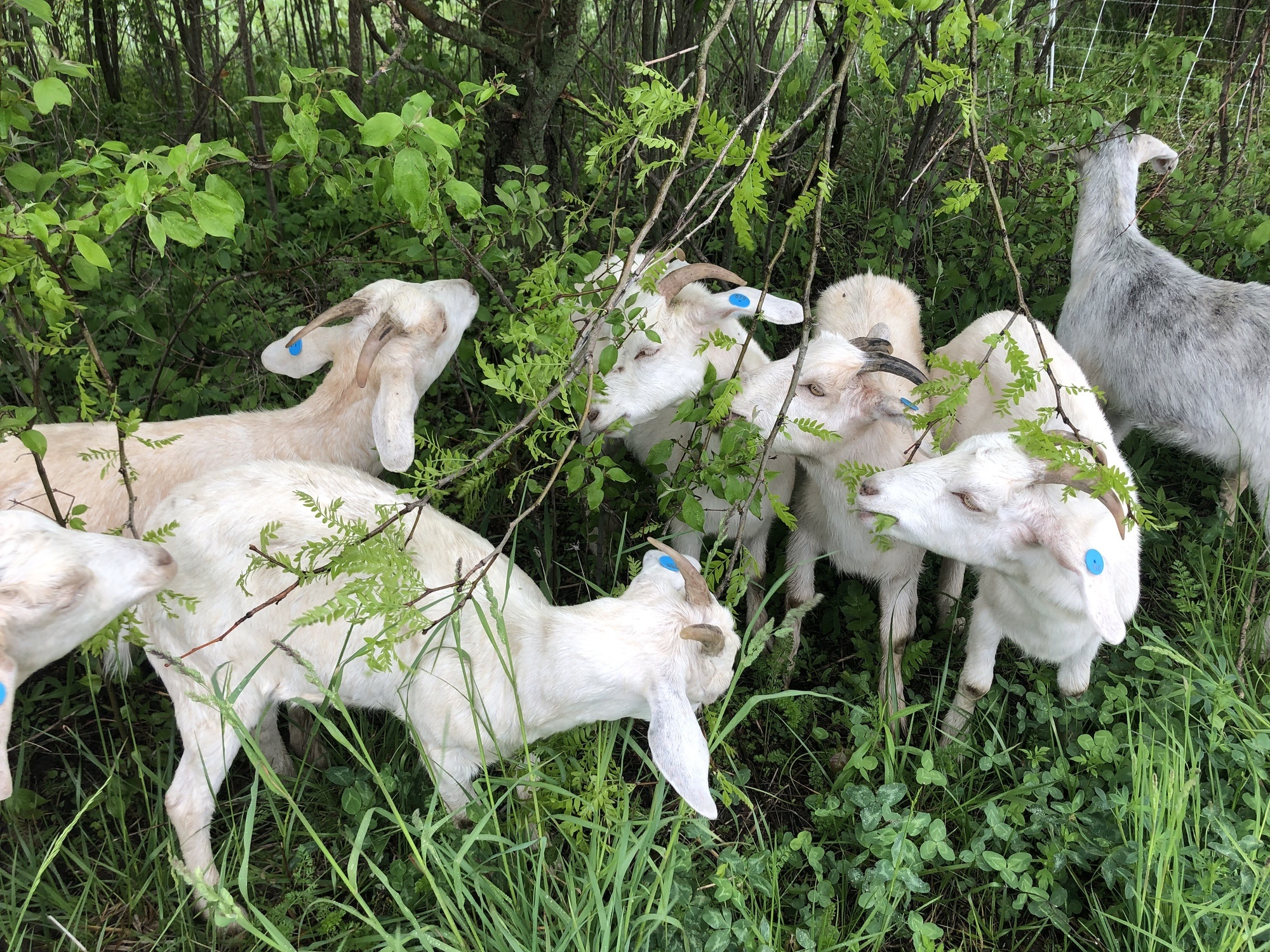 White goats with blue dots on ears eat leaves and grass closely together. November 2021
