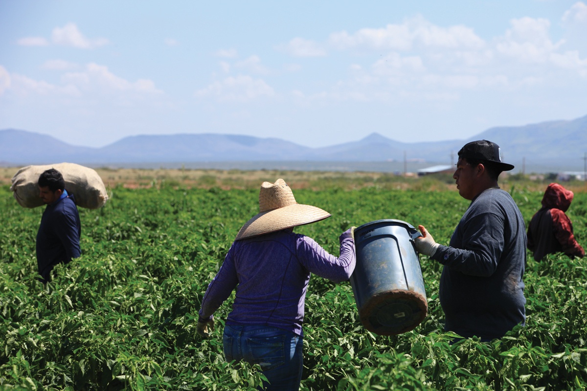 Can Hatch green chiles outlast the climate crisis? The Counter
