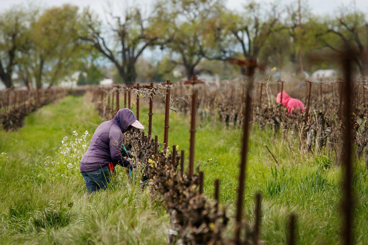 Farmworkers work at the Heringer Estates Family Vineyards and Winery in Clarksburg, California December 2021.
