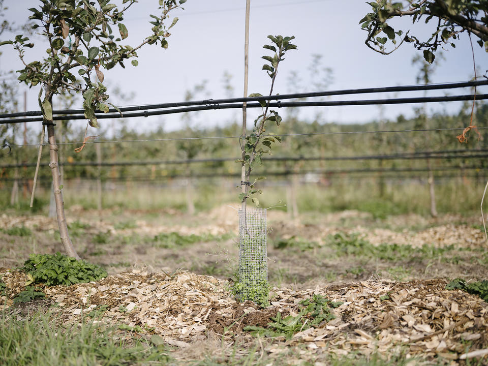 A new small apple tree planted with wood chips around in a more holistic method at Finnriver Farm and Cidery December 2021.