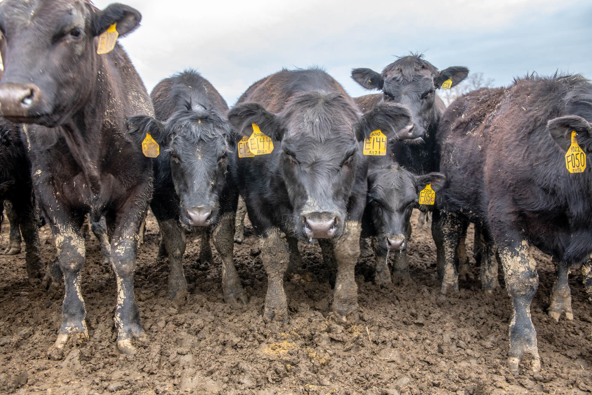 Dirt caked cows gather in mud , Monkton, Maryland, USA. December 2021