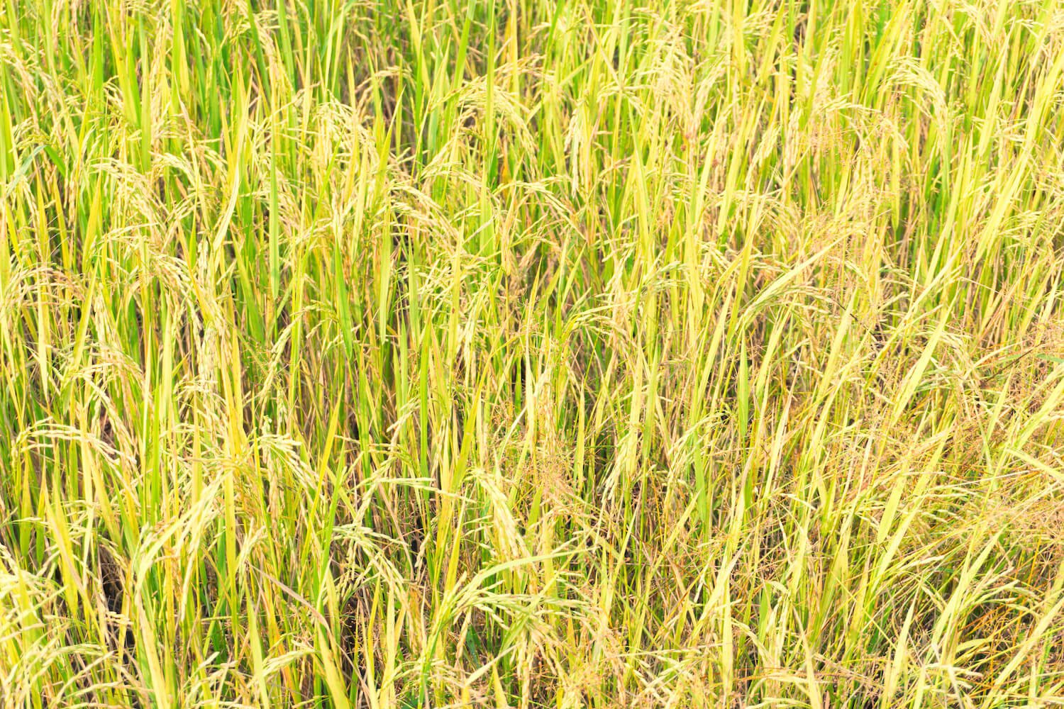 Field of golden rice. December 2021
