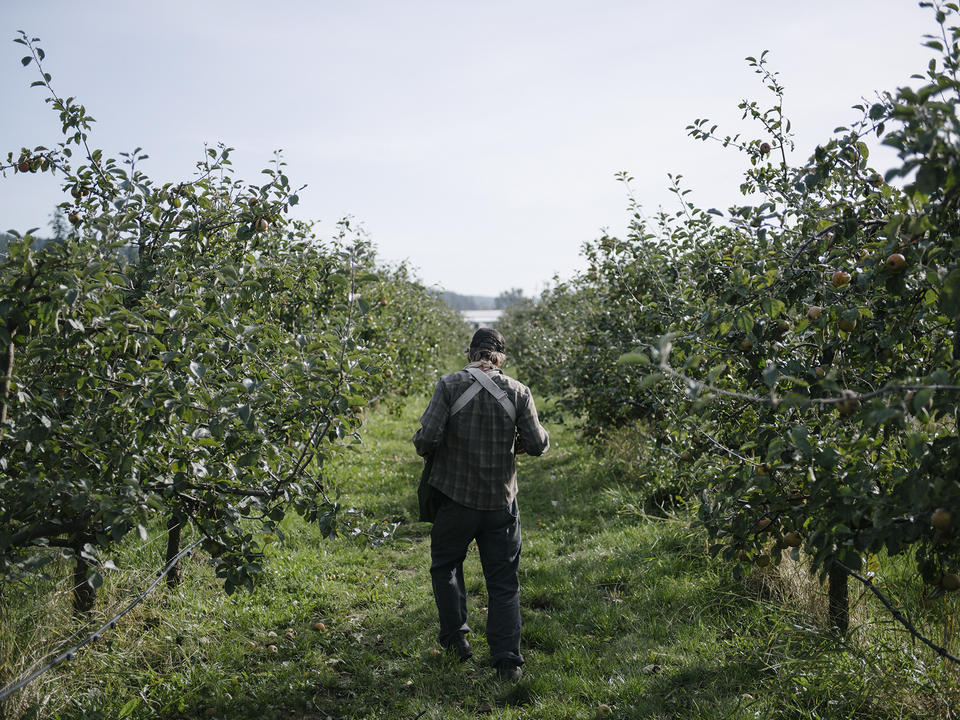 Shay Hohmann, seen from behind in pattern shirt and baseball hat, lead orchardist at Finnriver Farm and Cidery, returns back to the next tree after unloading a load of apples while picking December 2021.