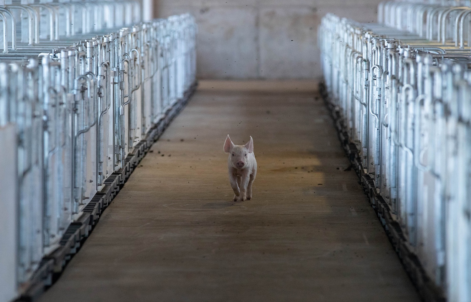 A piglet running down a walkway in between metal gates on either side. 2018