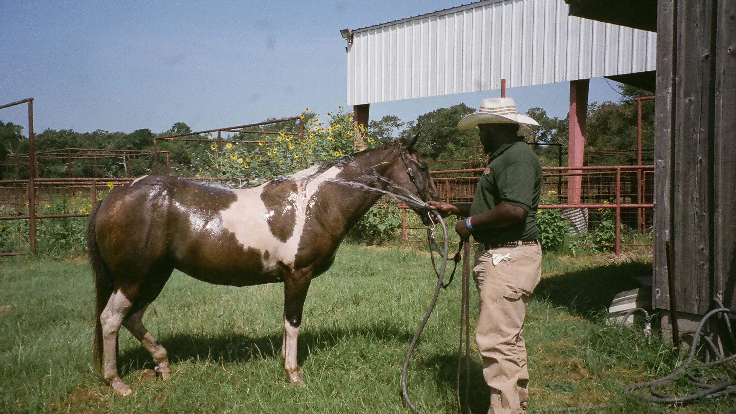 Rancher Jeremy Coleman pictured washing a brown and white horse in the grass. July 2019