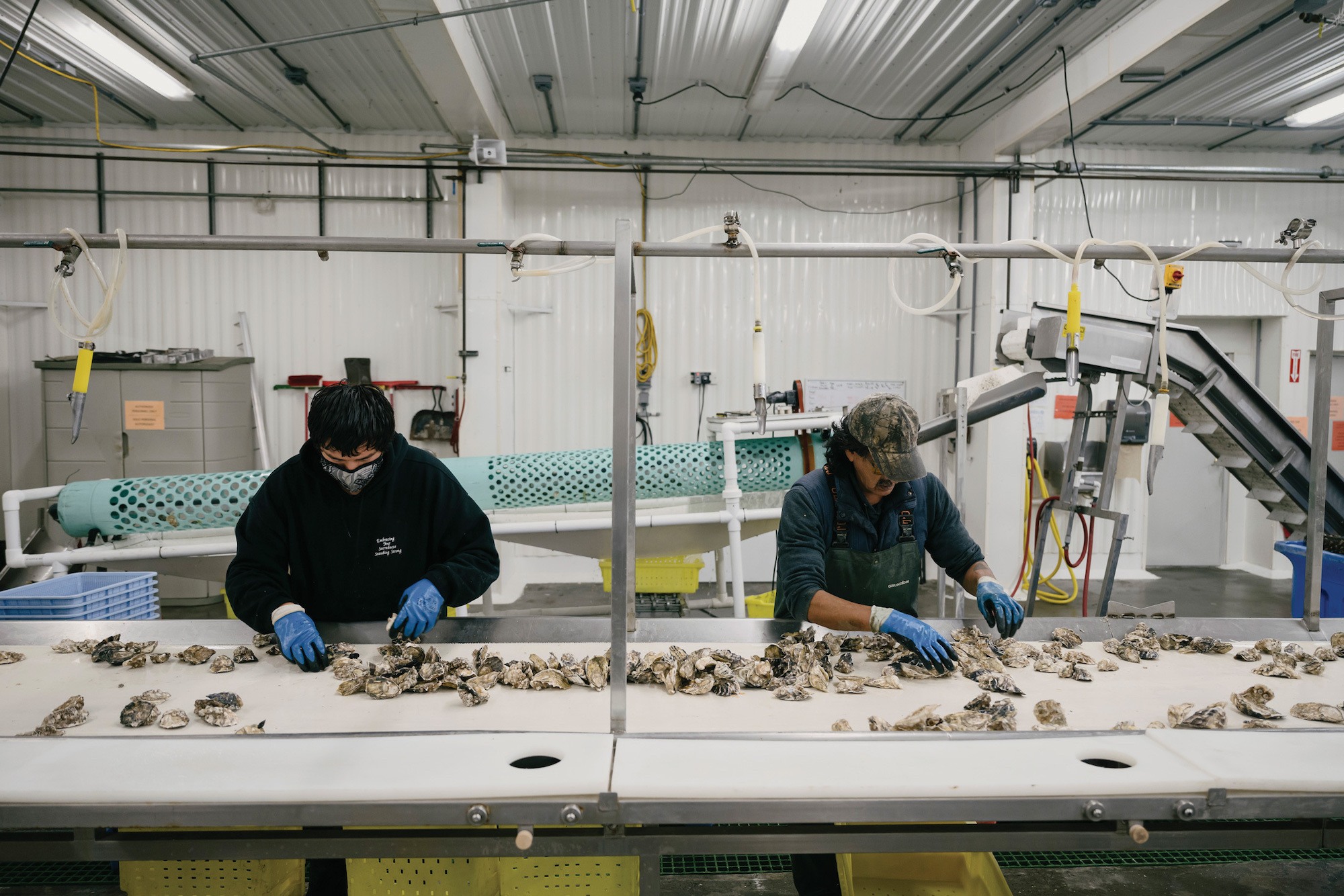 Jimmie and Clark clean and sort oysters at the Swinomish Shellfish Company’s sorting facility. 2021