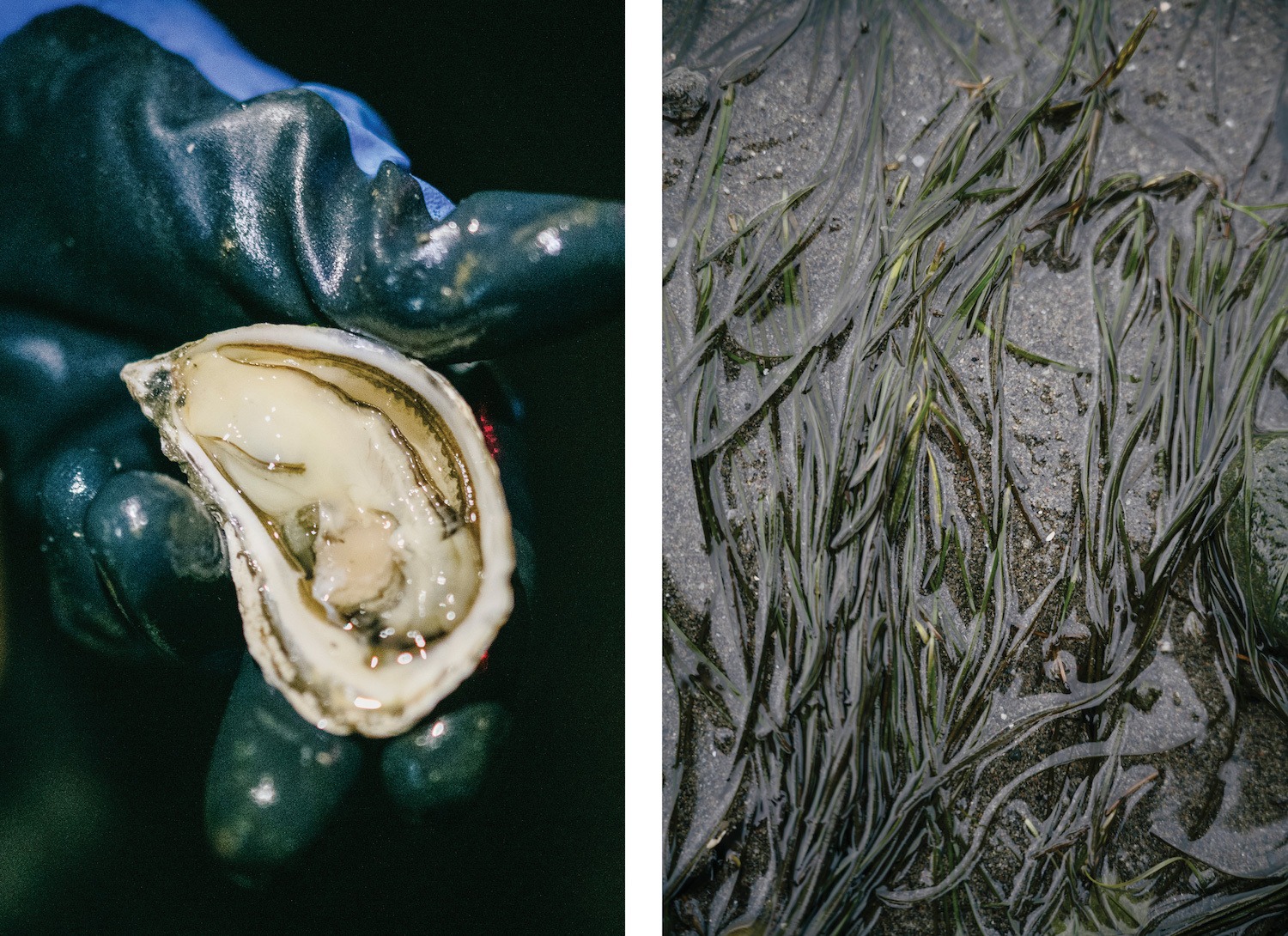 Stuart Thomas displays a Pacific oyster. Right, eelgrass at low tide. October 2021