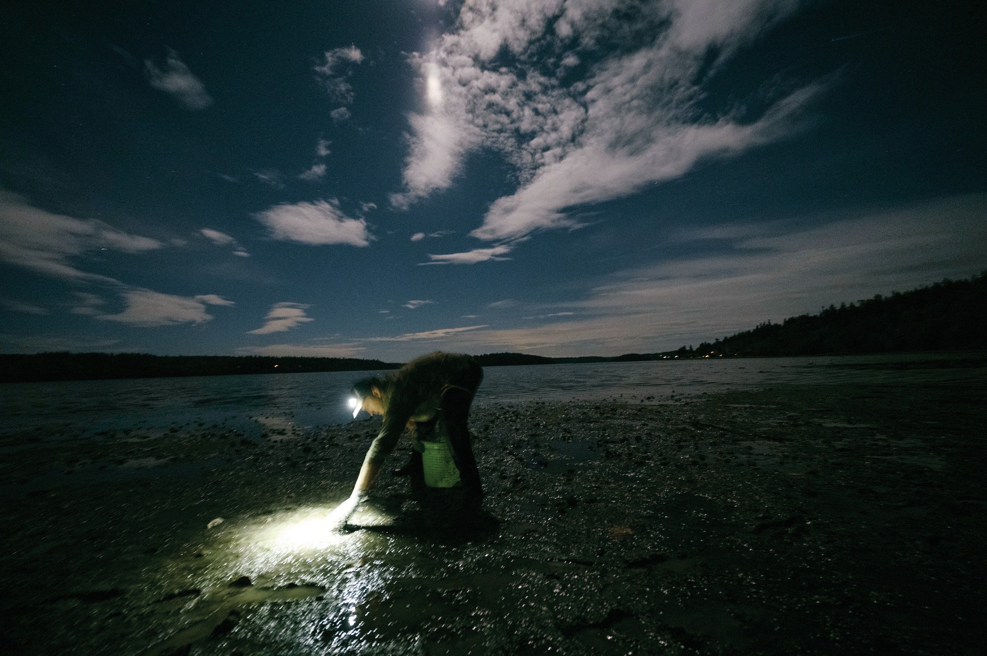 Stuart Thomas, manager of the Swinomish Shellfish Company, harvests oysters on Similk Beach during an October low tide.