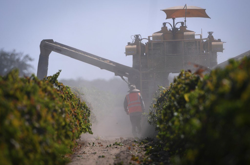 A worker in a neon safety vest follows a raisin harvesting machine in the dust January 2022.
