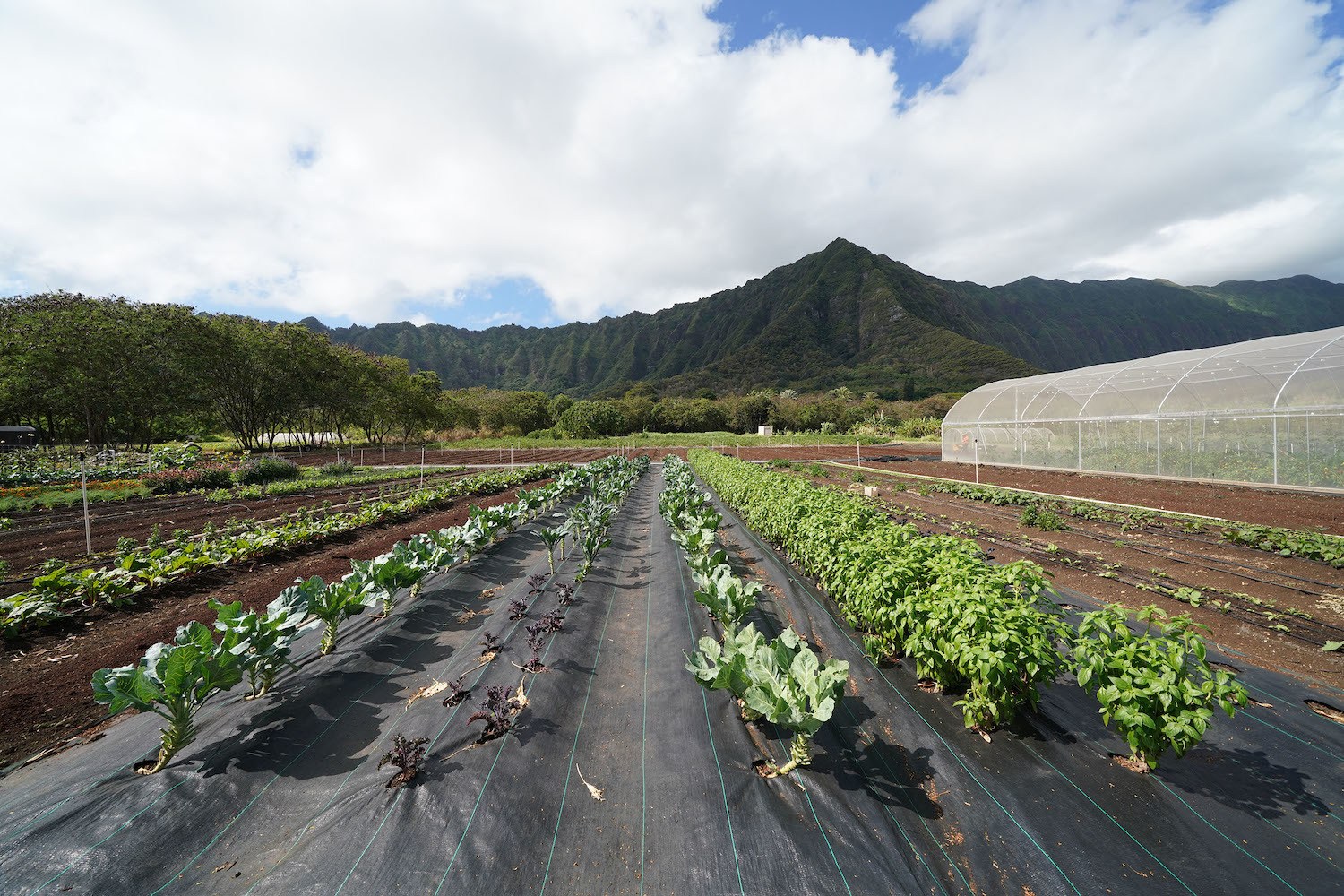 Wide view of Ahiki Acres owned by farmers Haley Miyaoka and Matthew McKinnon located in Waimanalo.