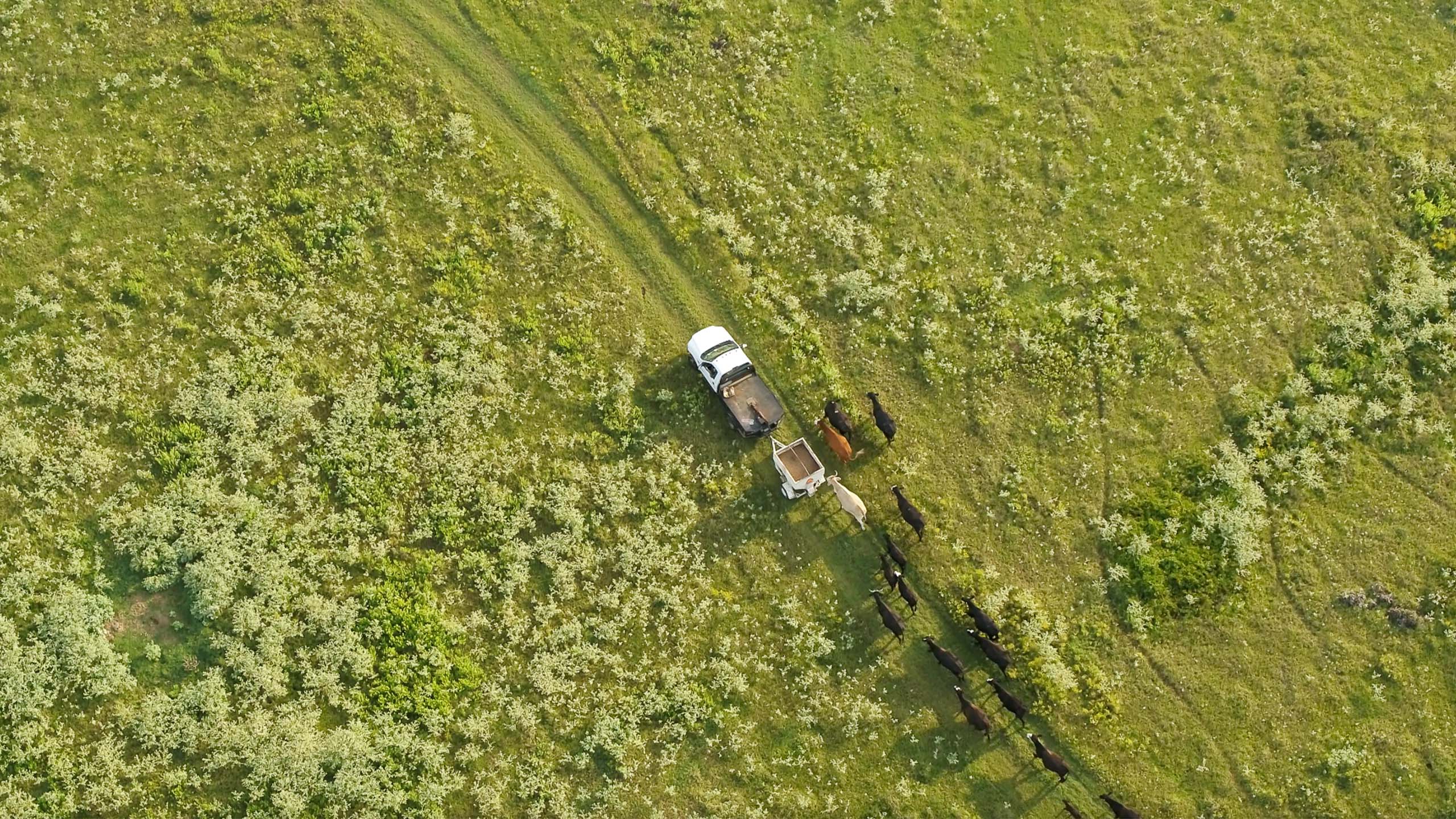 Aerial view of Black Angus cows roaming with truck on the Matlock's land. 2020