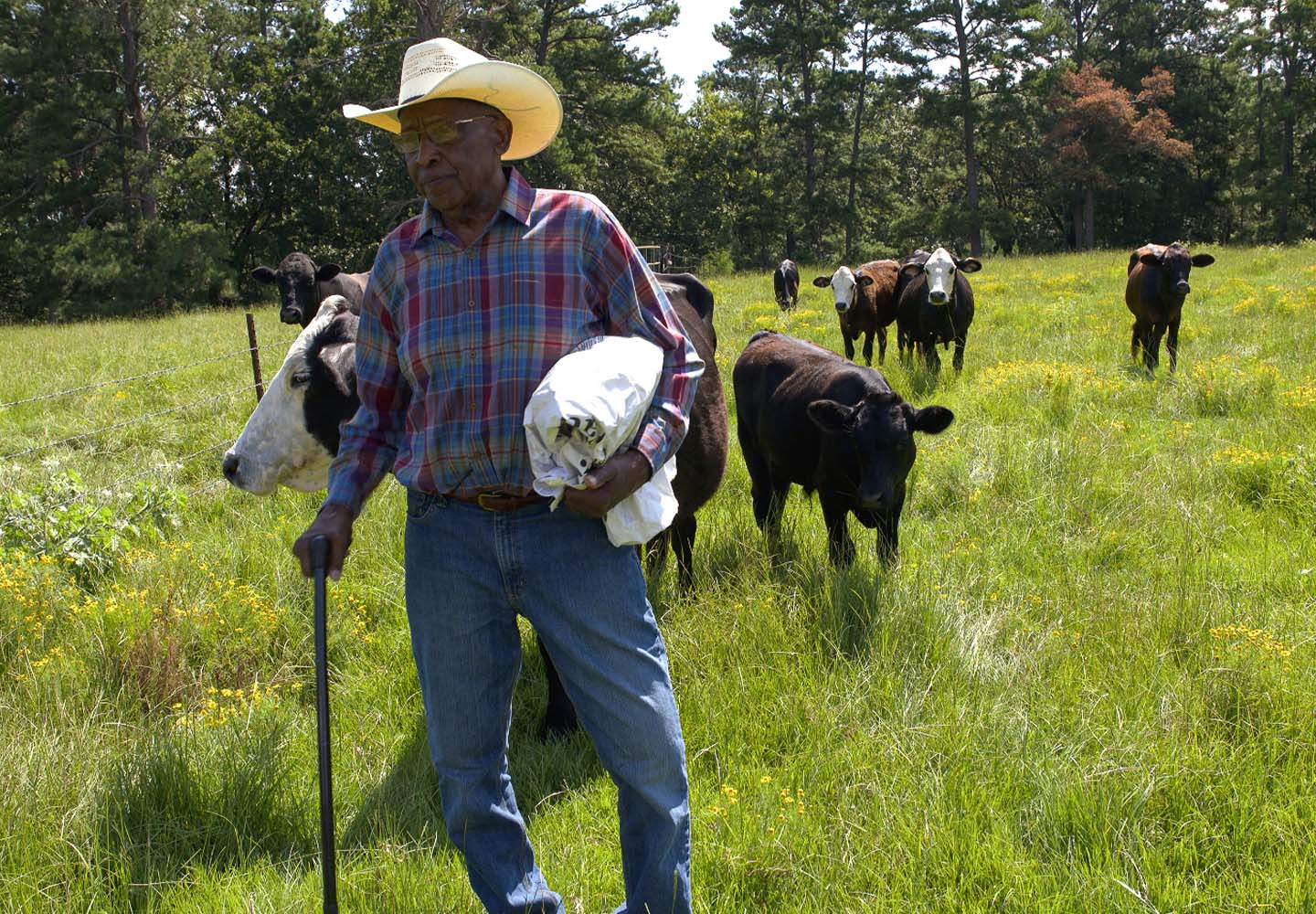 Winford Bowie with a walking stick and his cattle trailing behind him in the grass. July 2019