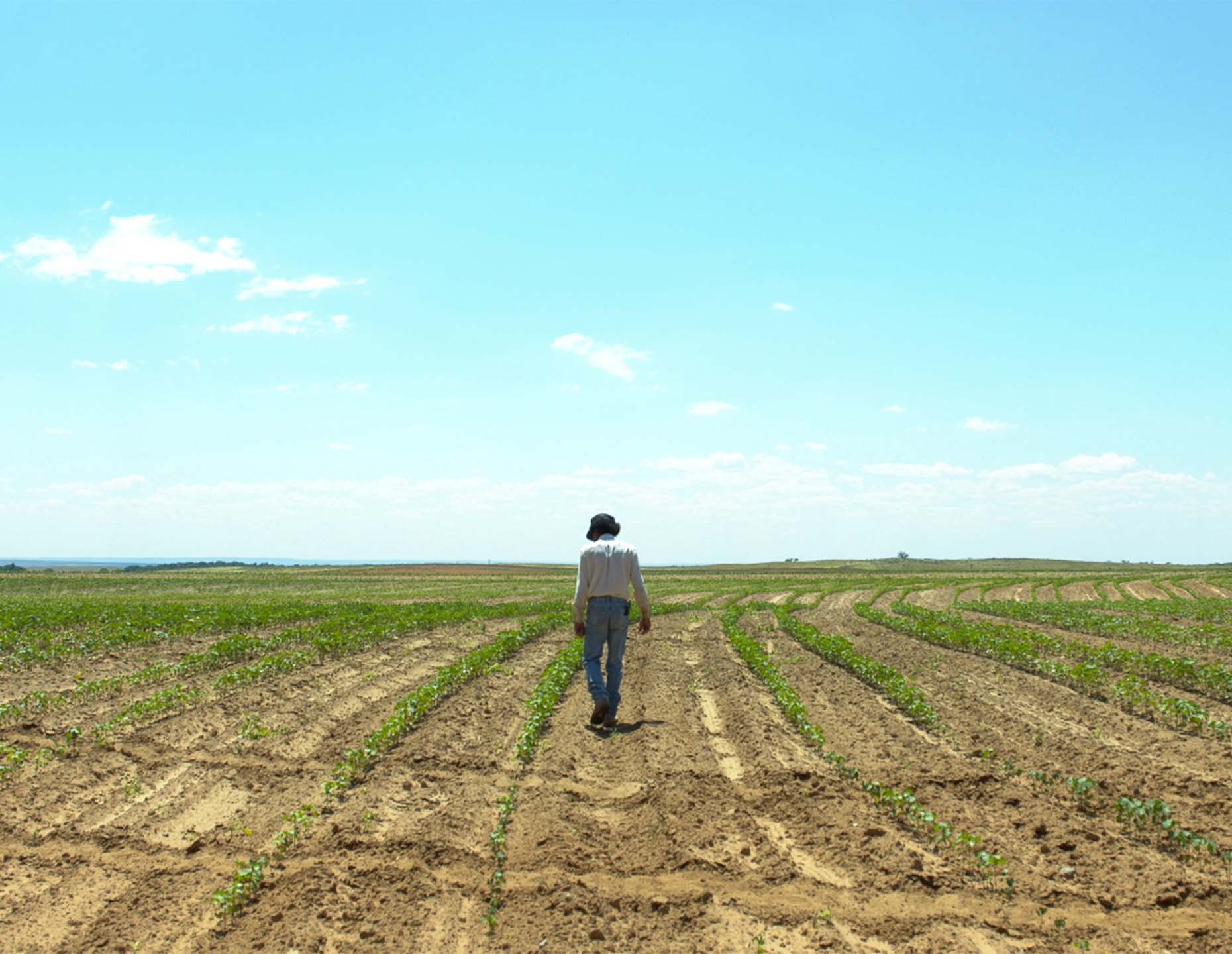 Jimi Vivens in rows of cowpea on his land. July 2019