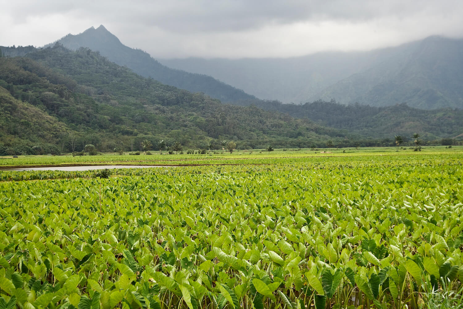 Lush taro fields of Kauai, Hawaii. January 2022