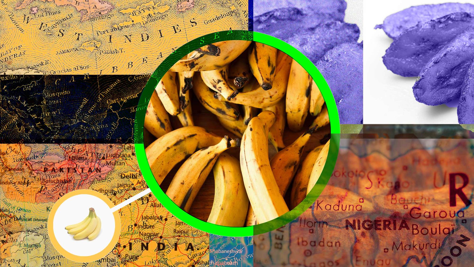 Plantains in a green circle surrounded by multicolored maps from nigeria, india, and the caribbean January 2022.