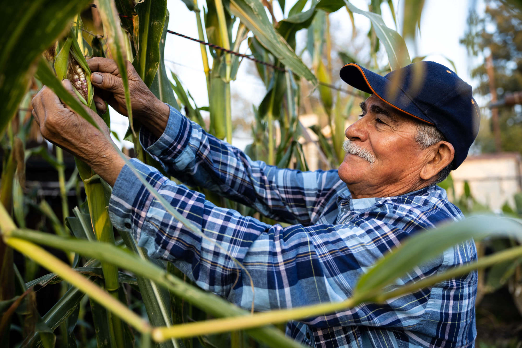 Alberto Dolores inspects corn that he grows in his backyard in Fuller Acres. The plants are grown with water from the community’s wells, which has been found to have high levels of 1,2,3-TCP.