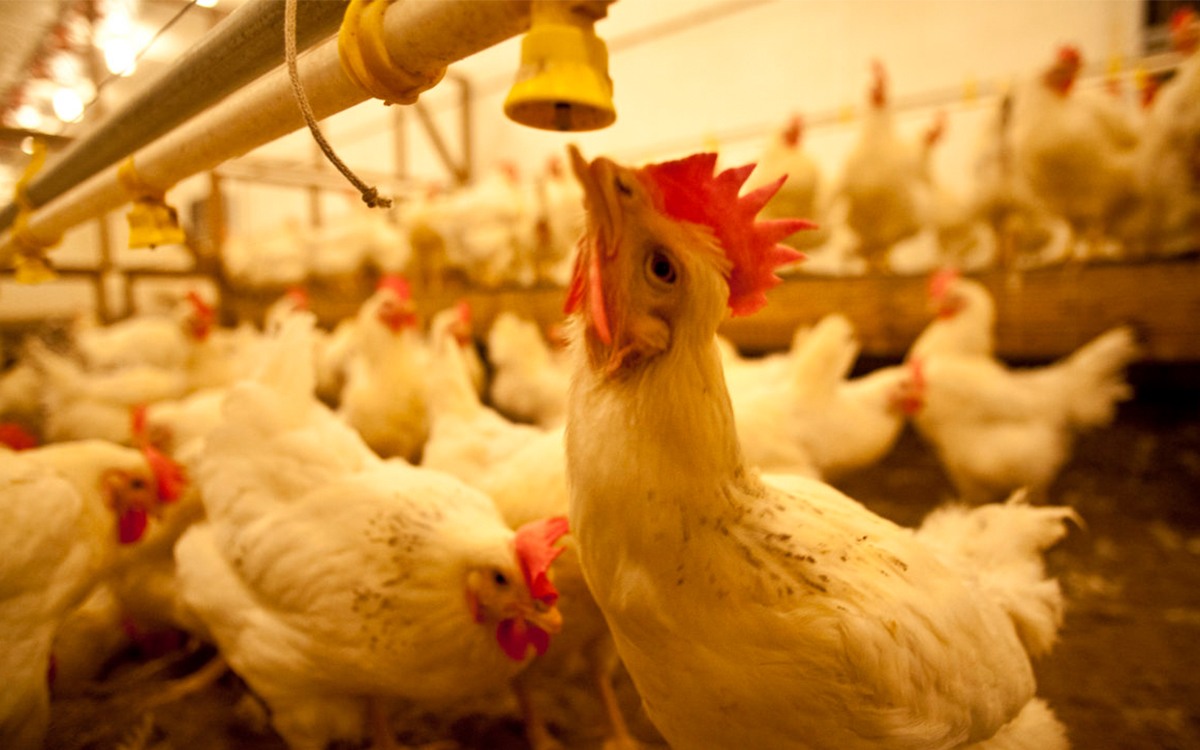 Chickens raised at the University of Illinois Urbana-Champaign in crowded lighted room with one in front trying to eat from a tube February 2022.