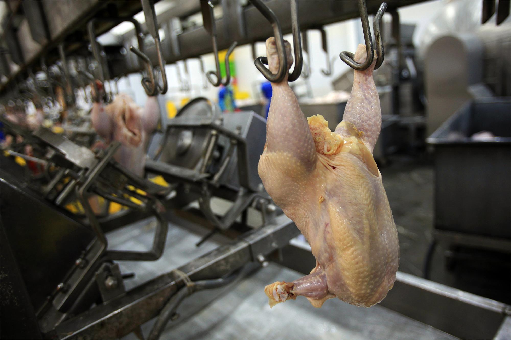 A processed chicken hangs from it's feet on a meatpacking line with machine equipment all around and other chickens following February 2022.