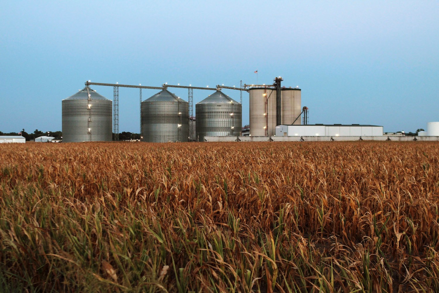 A field of dead corn sits next to the Lincolnland Agri-Energy ethanol plant July 25, 2012 in Palestine, Illinois. 021422