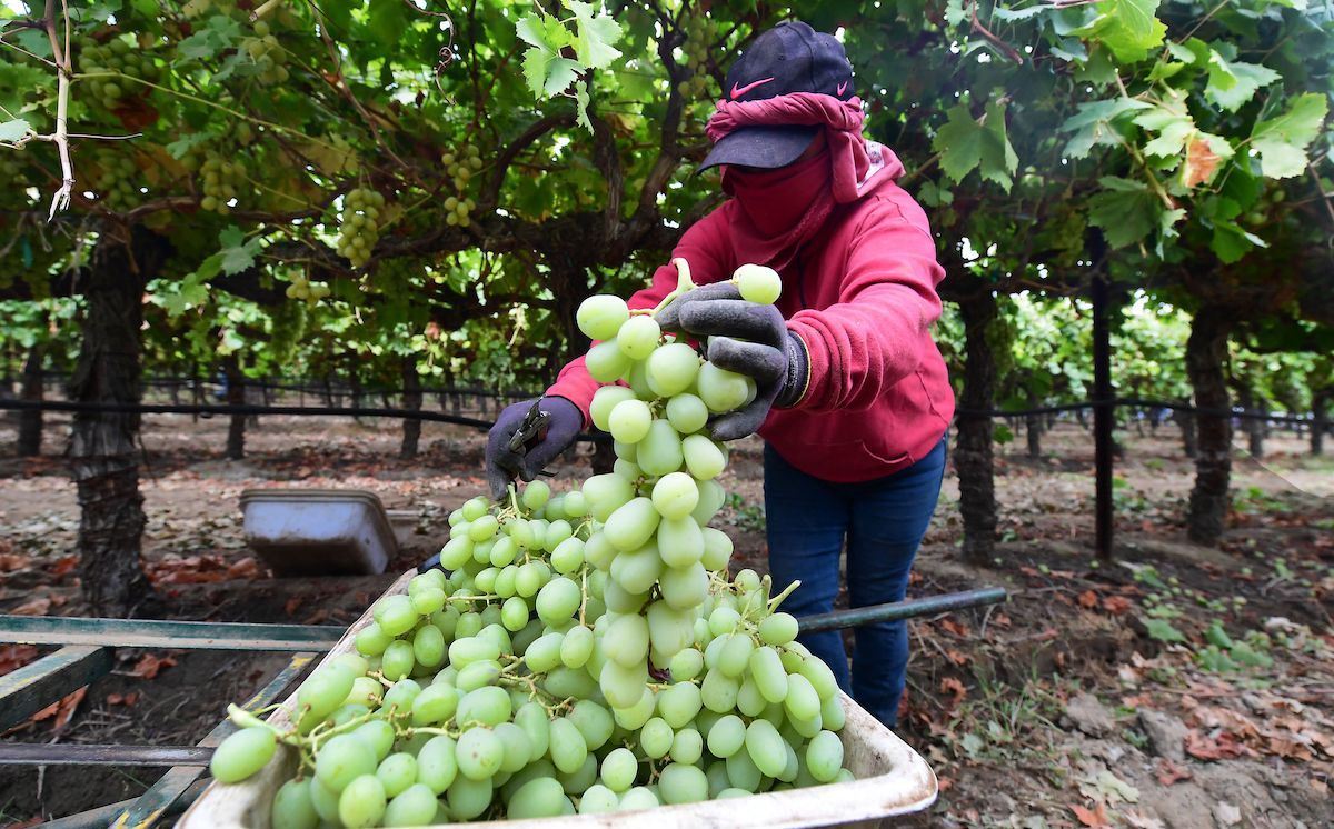 A California lawmaker wants to crack down on employers that exploit farmworkers. Will it help? - Vimarsana News