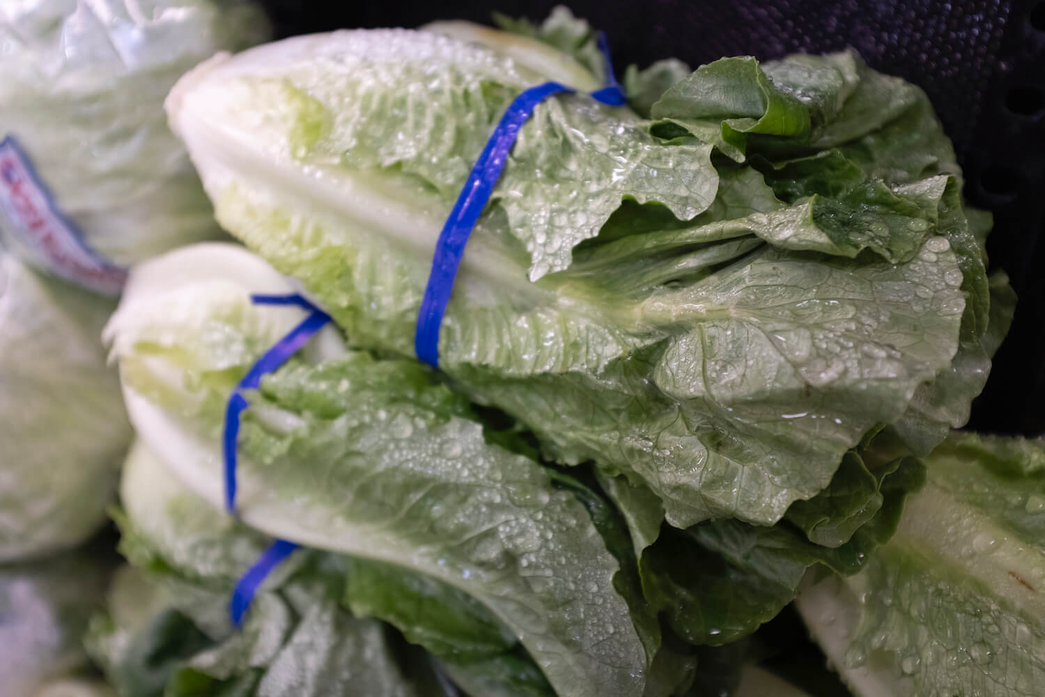 Shot of lettuce // Why climate change will lead to more produce contamination