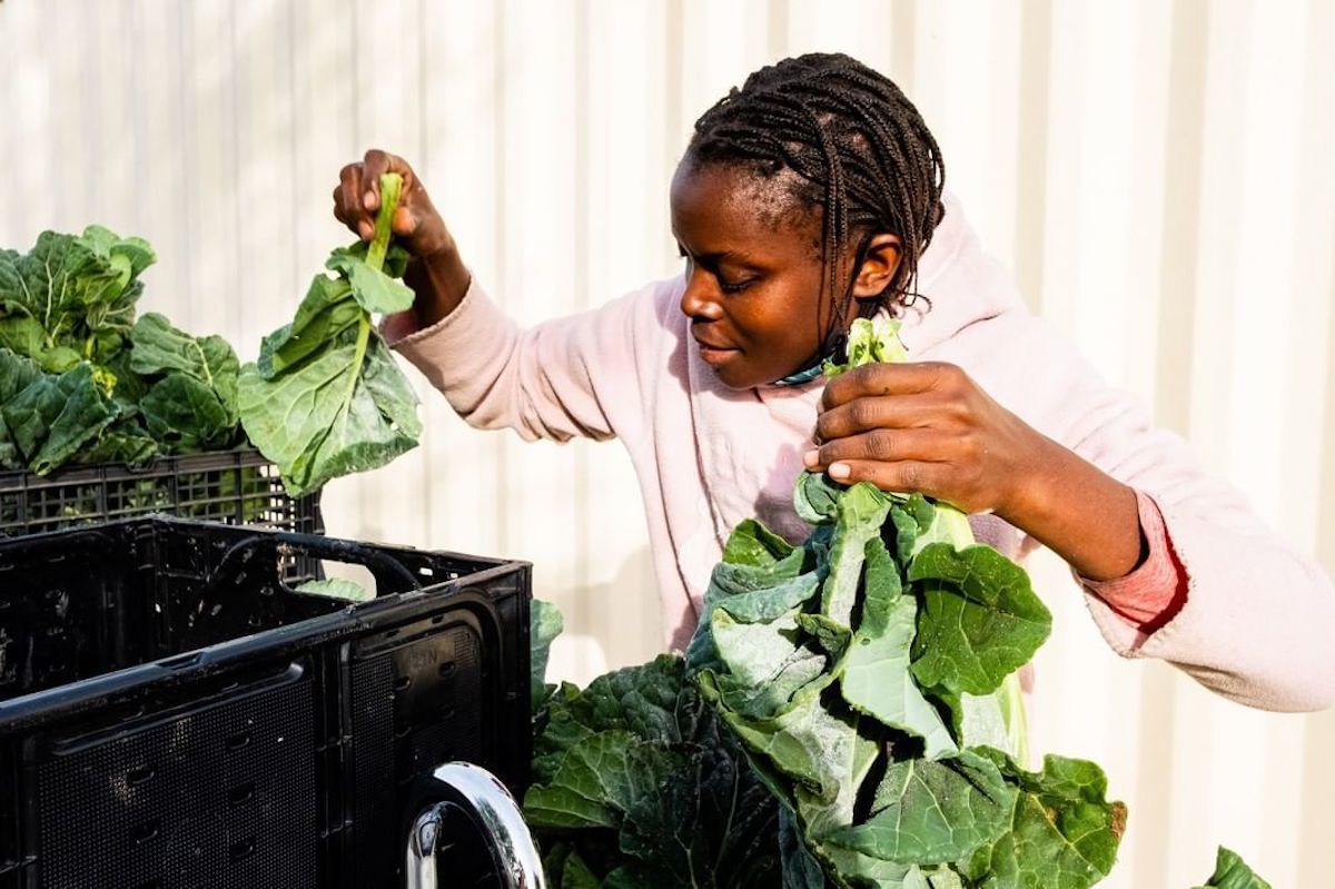 A volunteer with Project Roots sorts through collard greens. February 2022