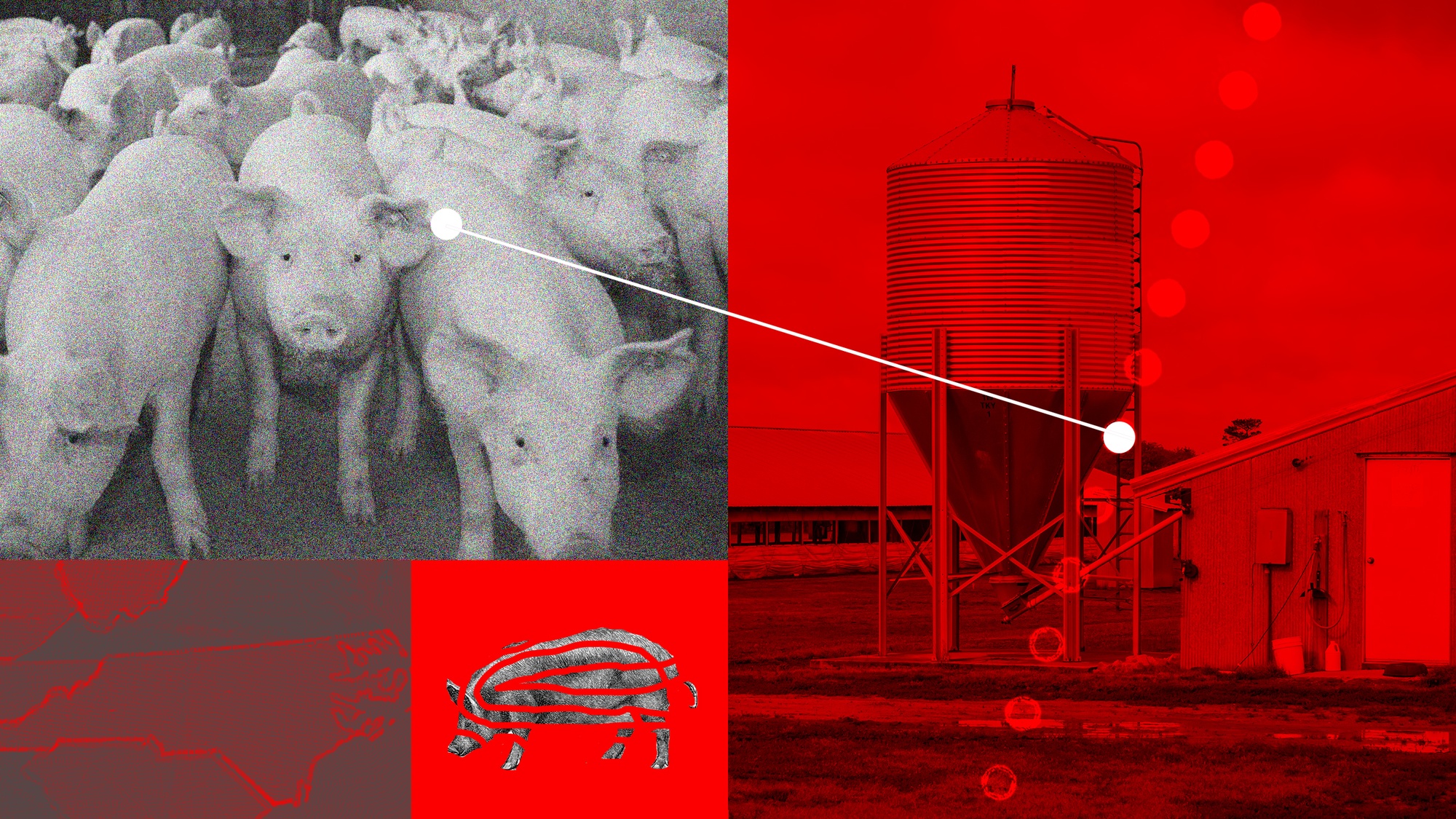 Grainy photo of pigs connected with a white line to a farm with cut-out pig and North Carolina map below all in red theme March 2022.