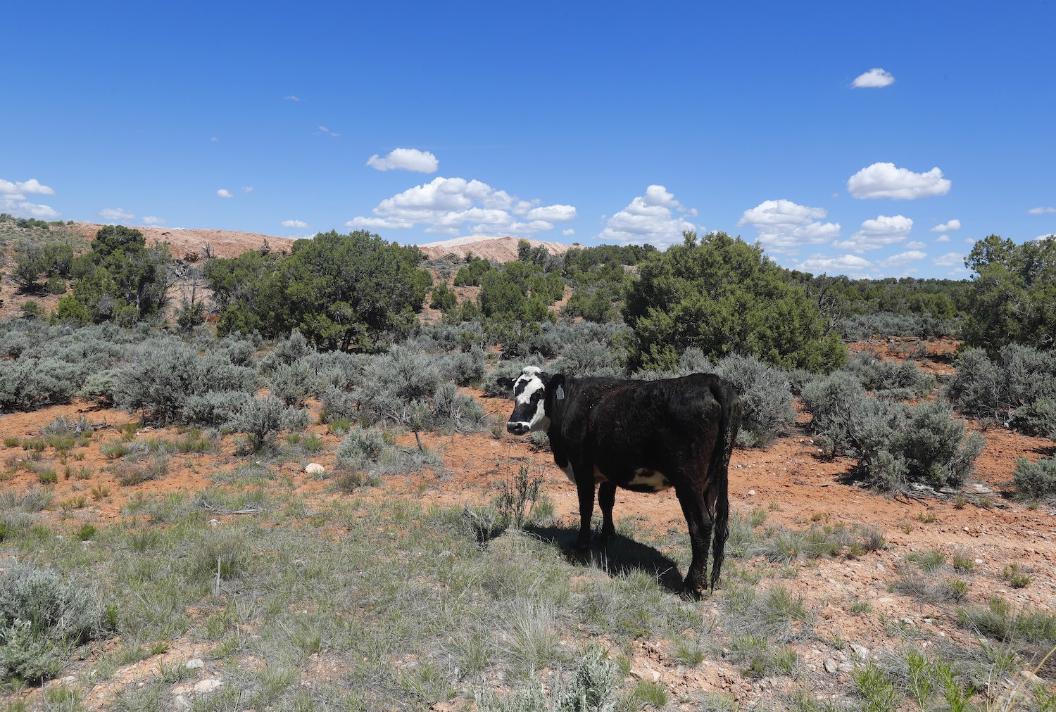A cow grazes on the land in the Bears Ears National Monument on May 12, 2017 outside Blanding, Utah.