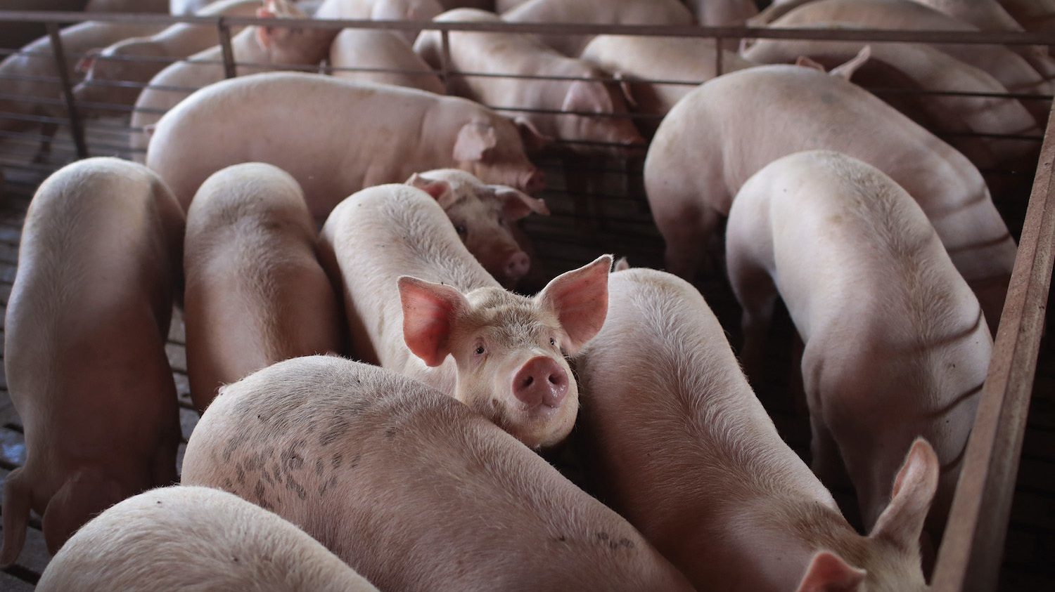 Hogs are raised on the farm of Ted Fox on July 25, 2018 near Osage, Iowa. According to the Iowa Pork Producers Association, Iowa is the number one pork producing state in the U.S. and the top state for pork exports. March 2022