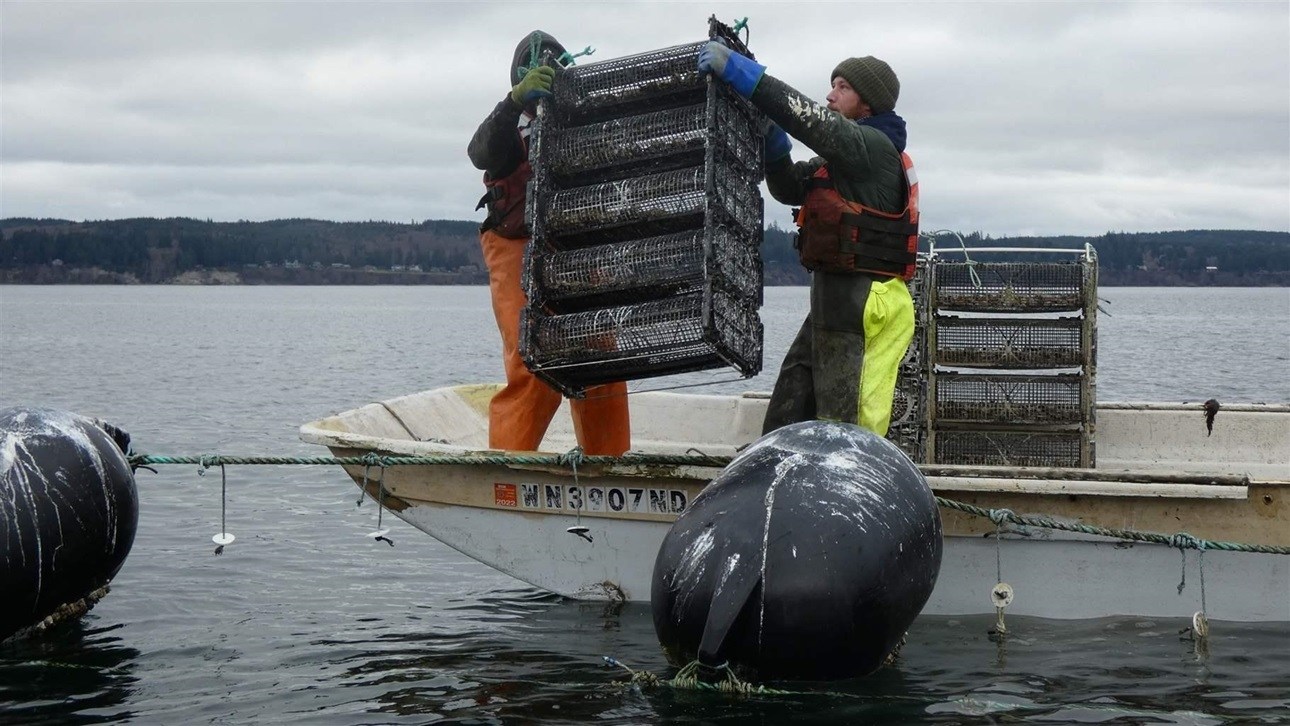 Workers hoist oyster containers at Blue Dot Sea Farms in Washington’s Hood Canal. March 2022