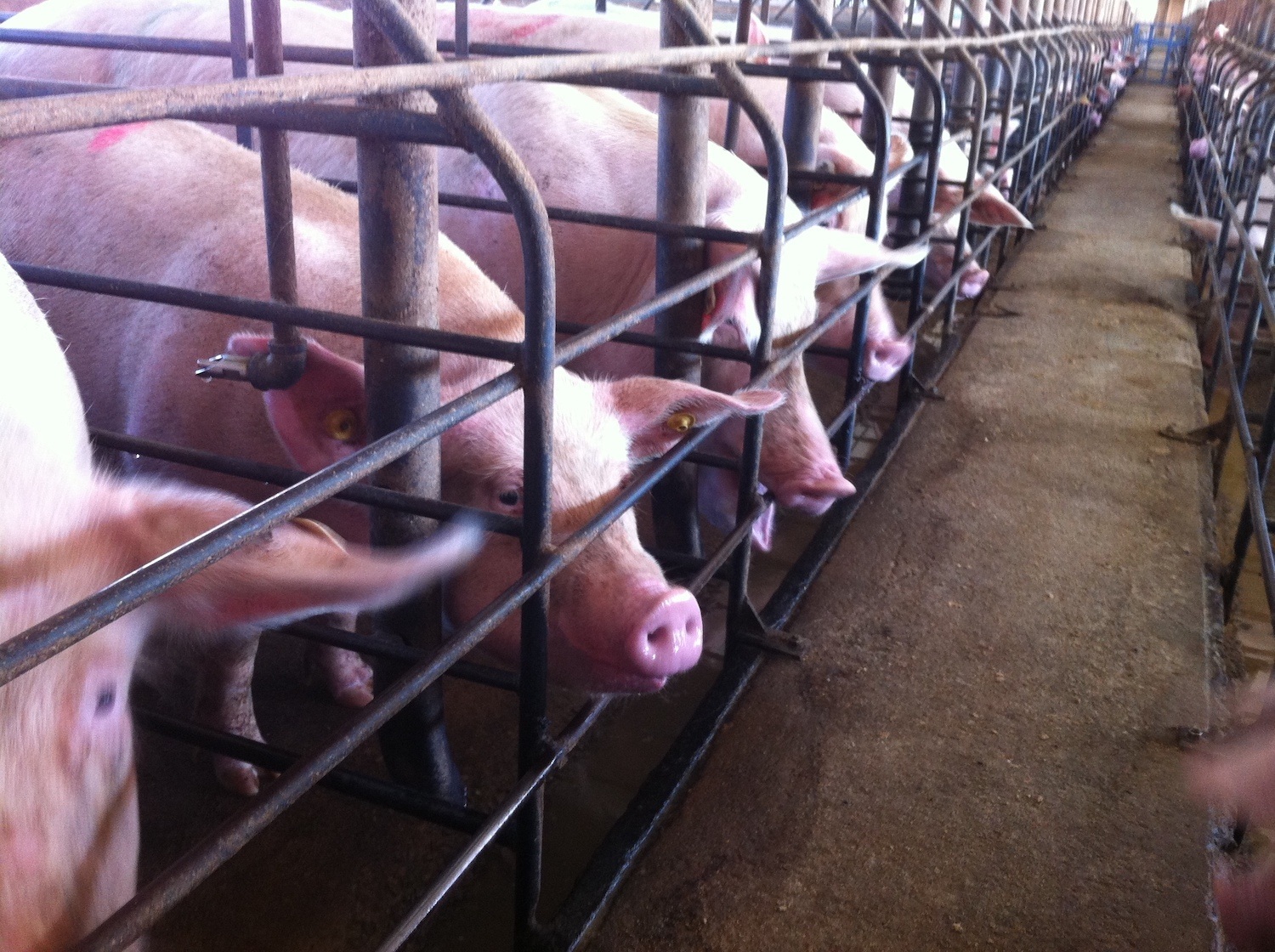 Pigs in gestation crates on farm. March 2022