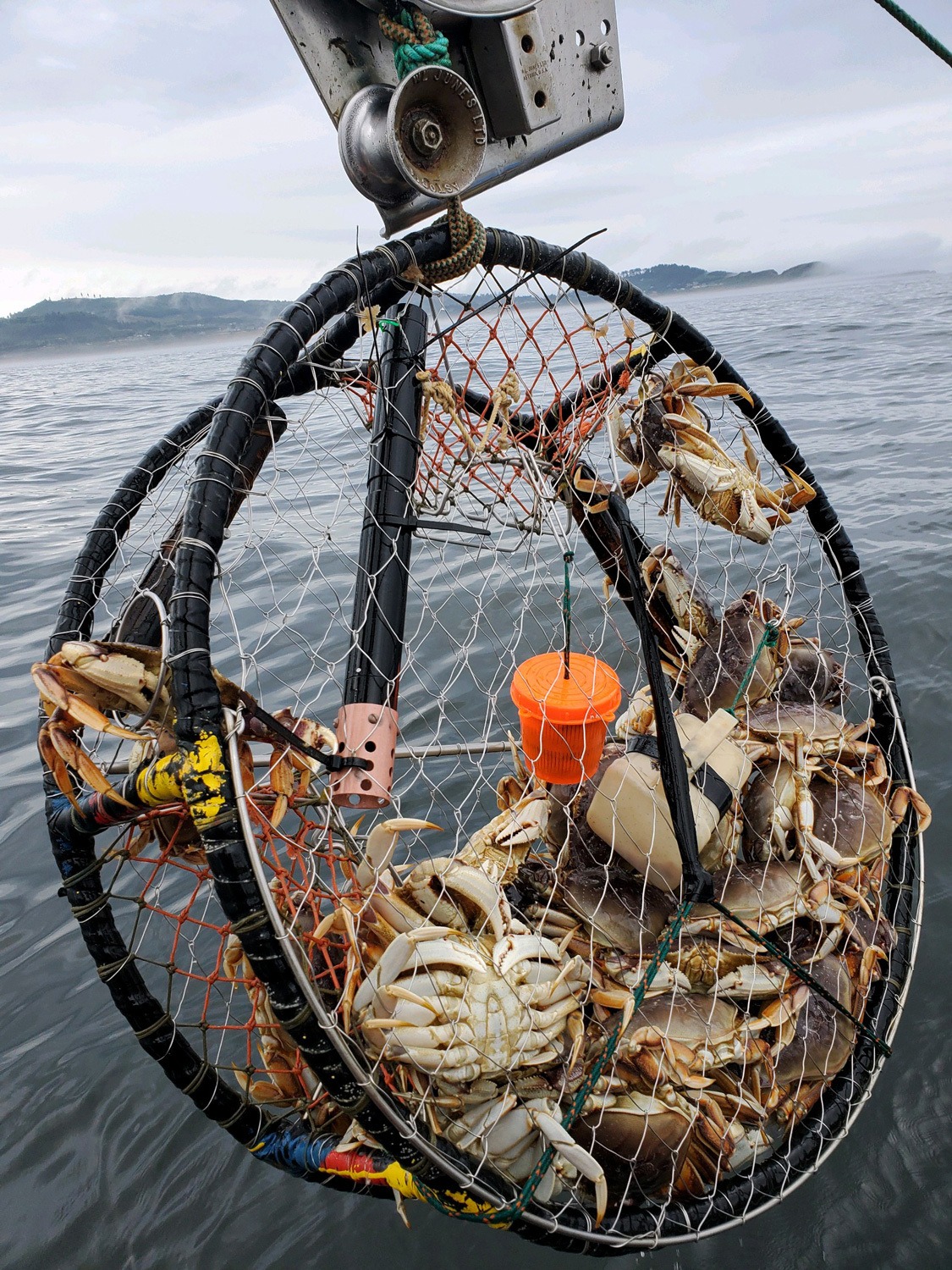 A net of crabs with sensors. March 2022