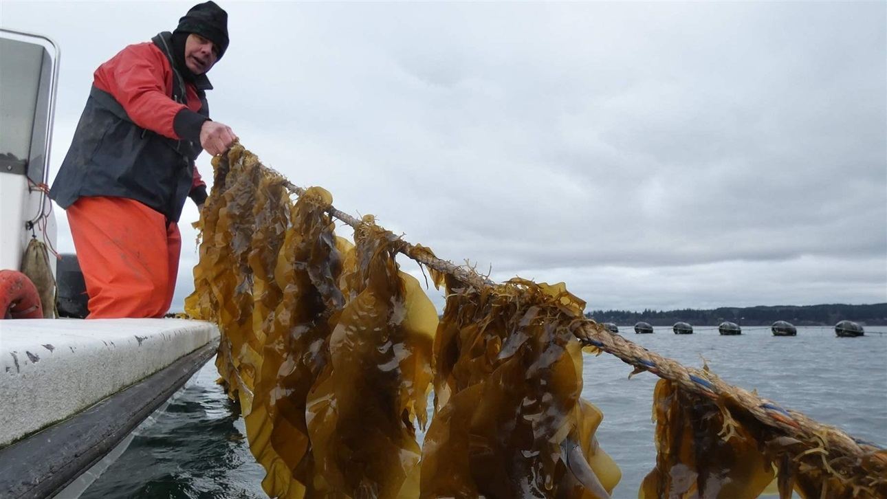 Joth Davis shows off his crop of sugar kelp at Blue Dot Sea Farms in Washington’s Hood Canal. The 5-acre site is currently the only seaweed farm in the state, and officials there and elsewhere say that burdensome permitting systems are holding back ocean farming. March 2022